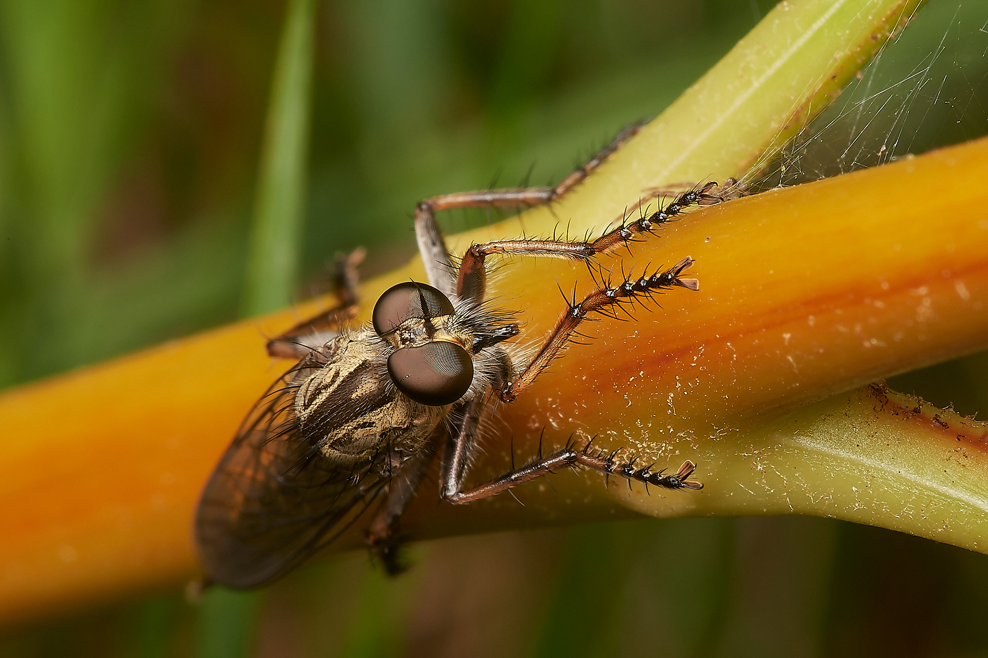 Kite-tailed Robberfly (Machismus atricapillus) Kelling Heath