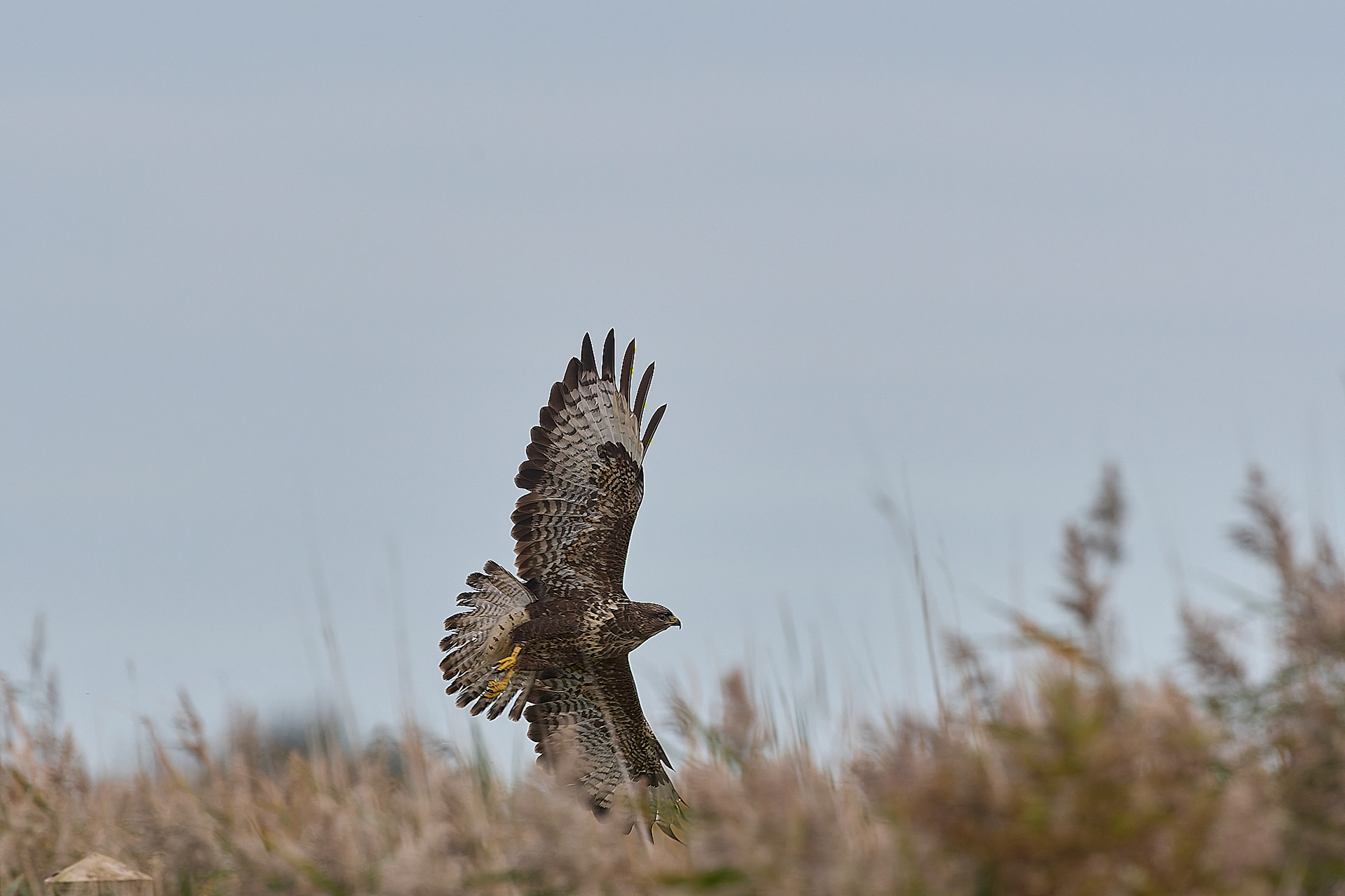 Buzzard (Buteo buteo)