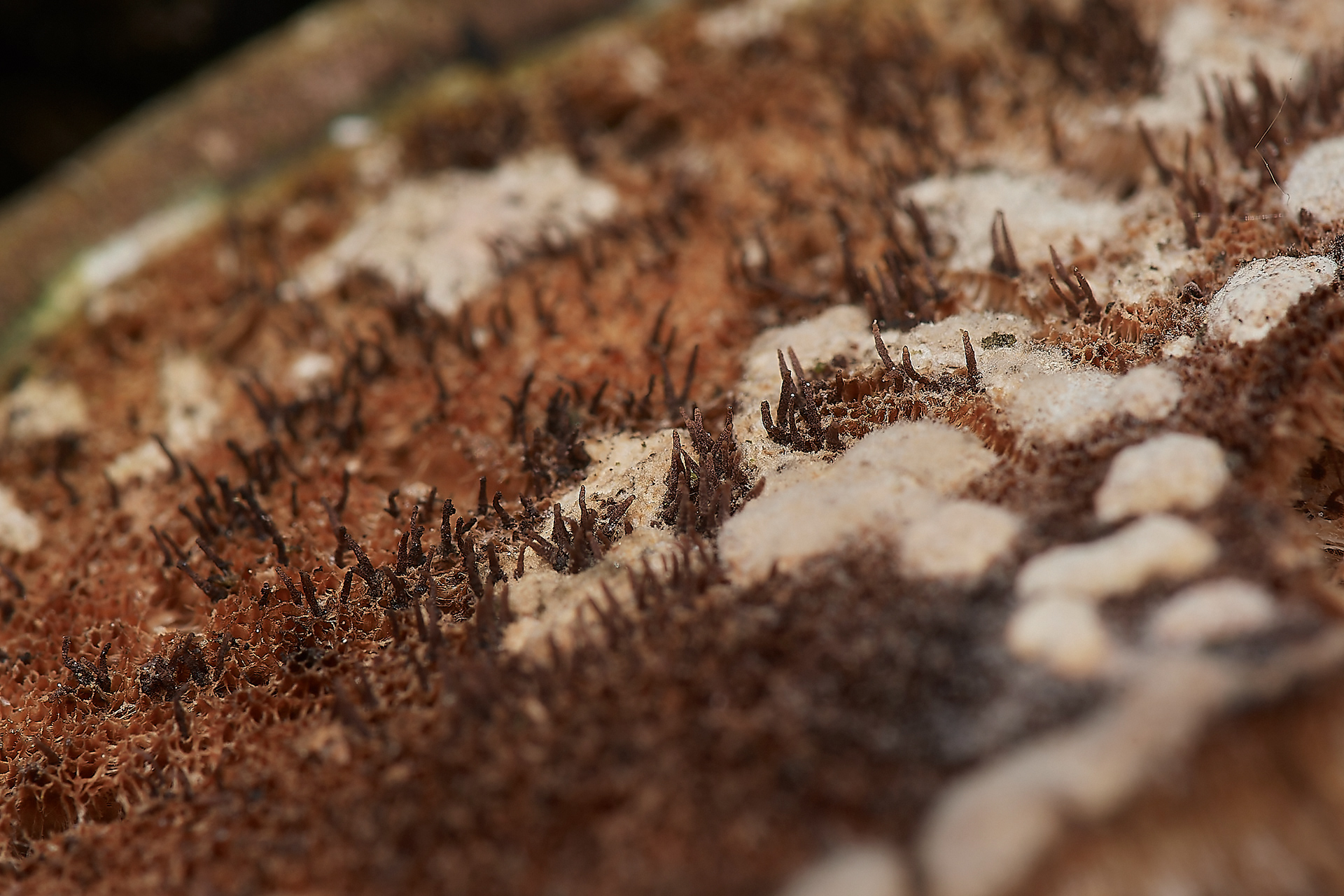 Melanospora lagenaria on Birch Polypore (Fomitopsis betulina)