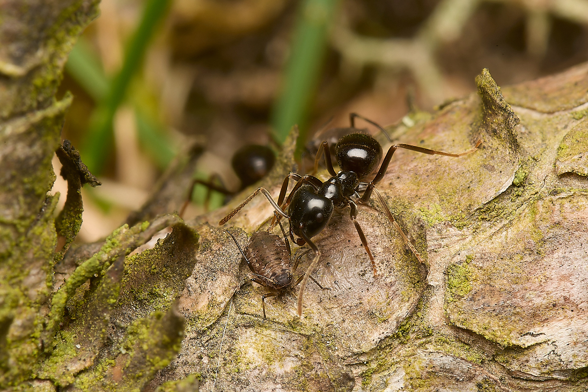 Jet Ant (Lasius faluginosus) & the Aphid (Cinara acutirostris)