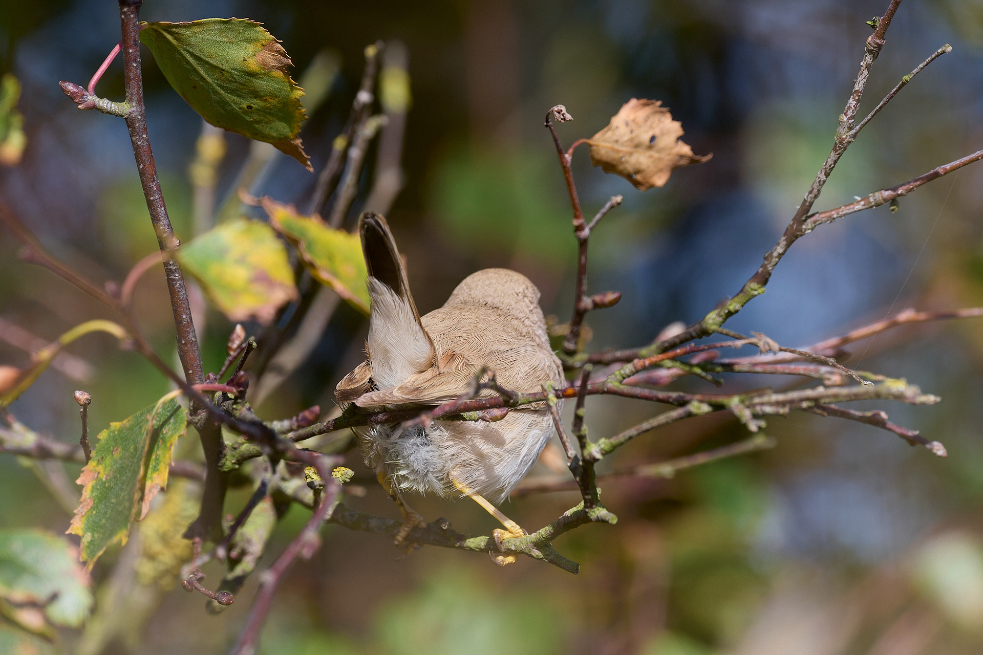 Asian Desert Warbler (Curruca nana)