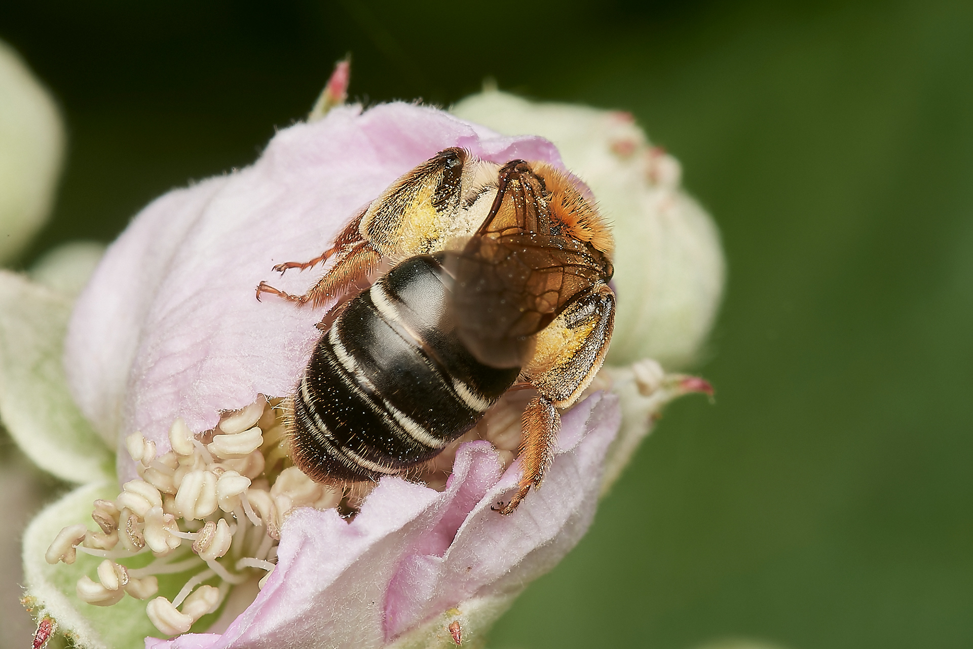 Short-fringed MIning Bee ♀︎ (Andrena dorsatta) Hanworth