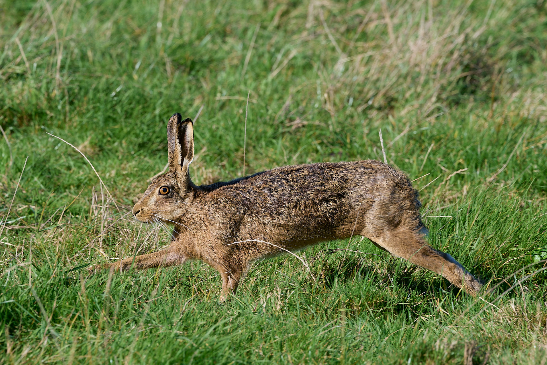Brown Hare (Lepus europaeus)