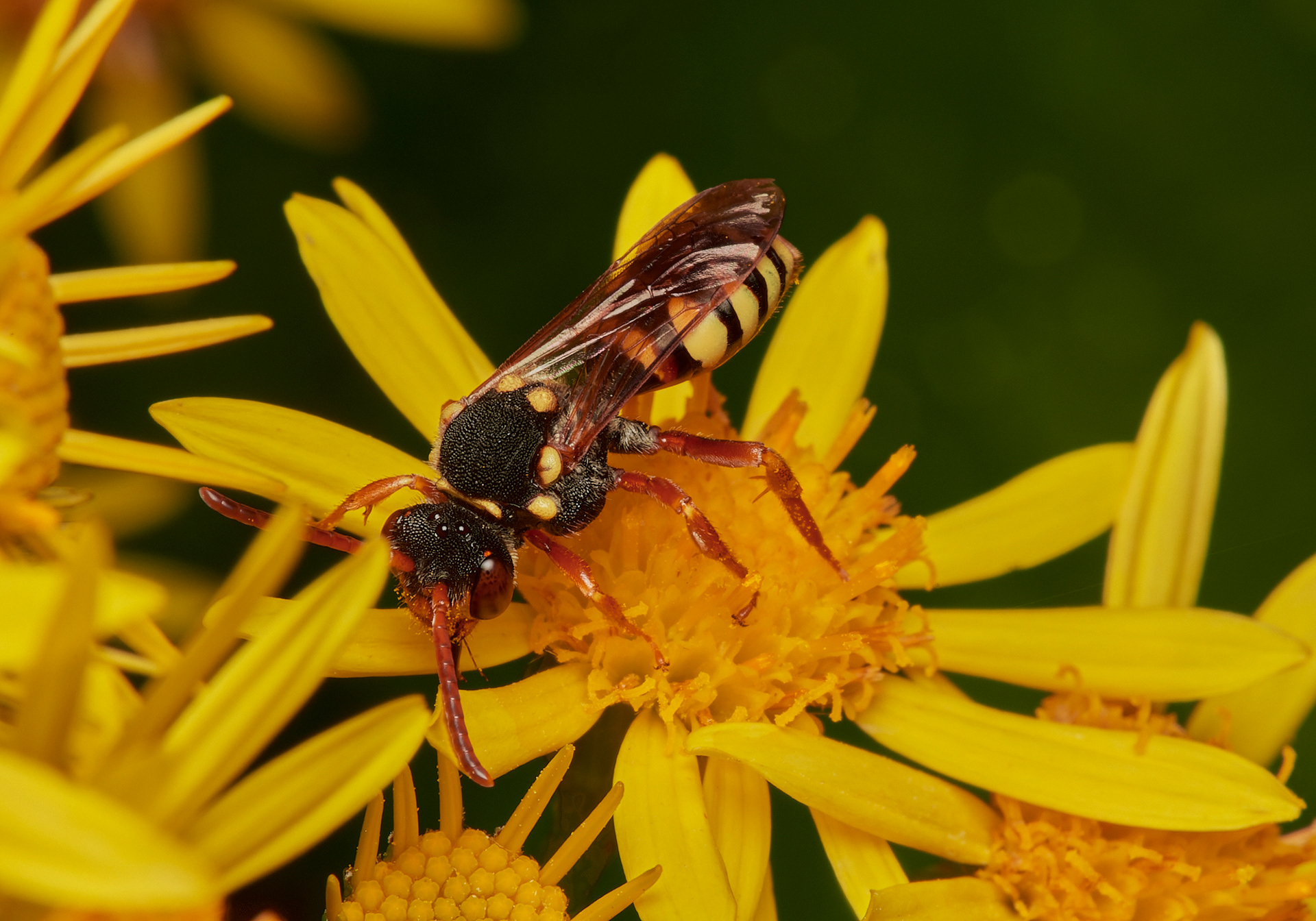 Orange-horned Nomad Bee ♀︎(Nomada fulvicornis) Broadland Country Park