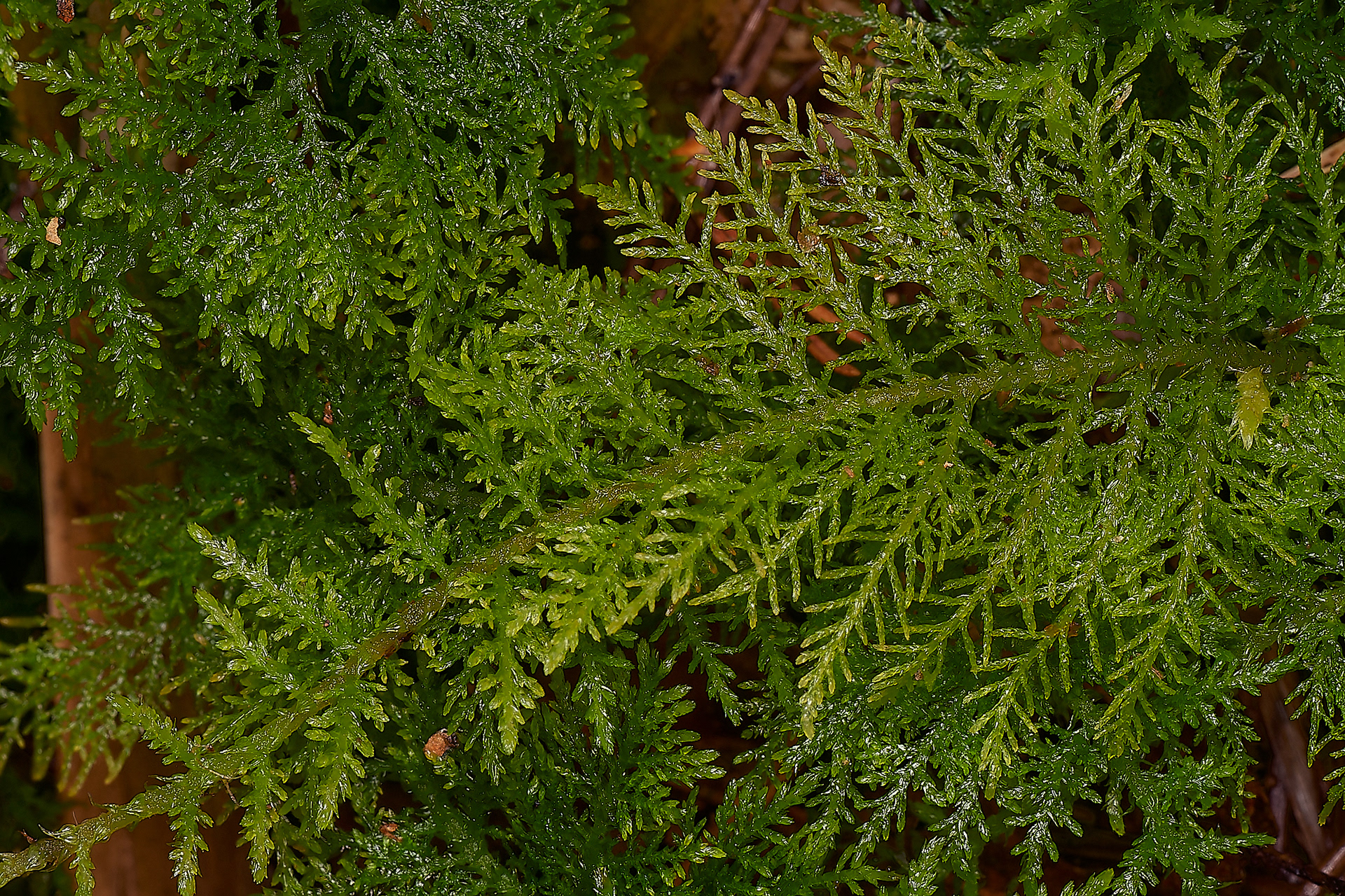 Common Tamarisk-moss (Thuidium tamarascinum) Wootton Woods