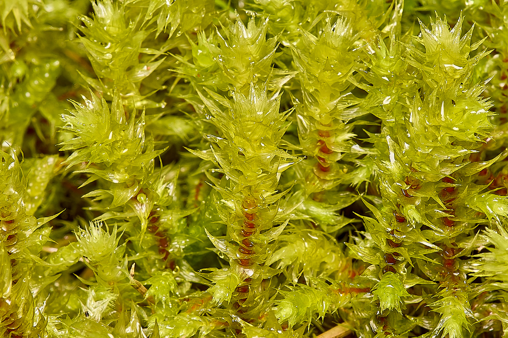Big Shaggy -moss (Hylocomiadelphus triquetrus)