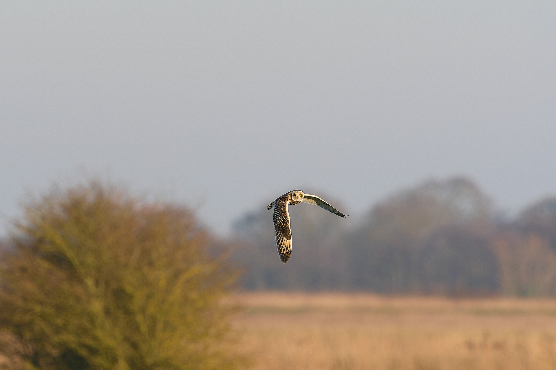 Short-eared Owl
