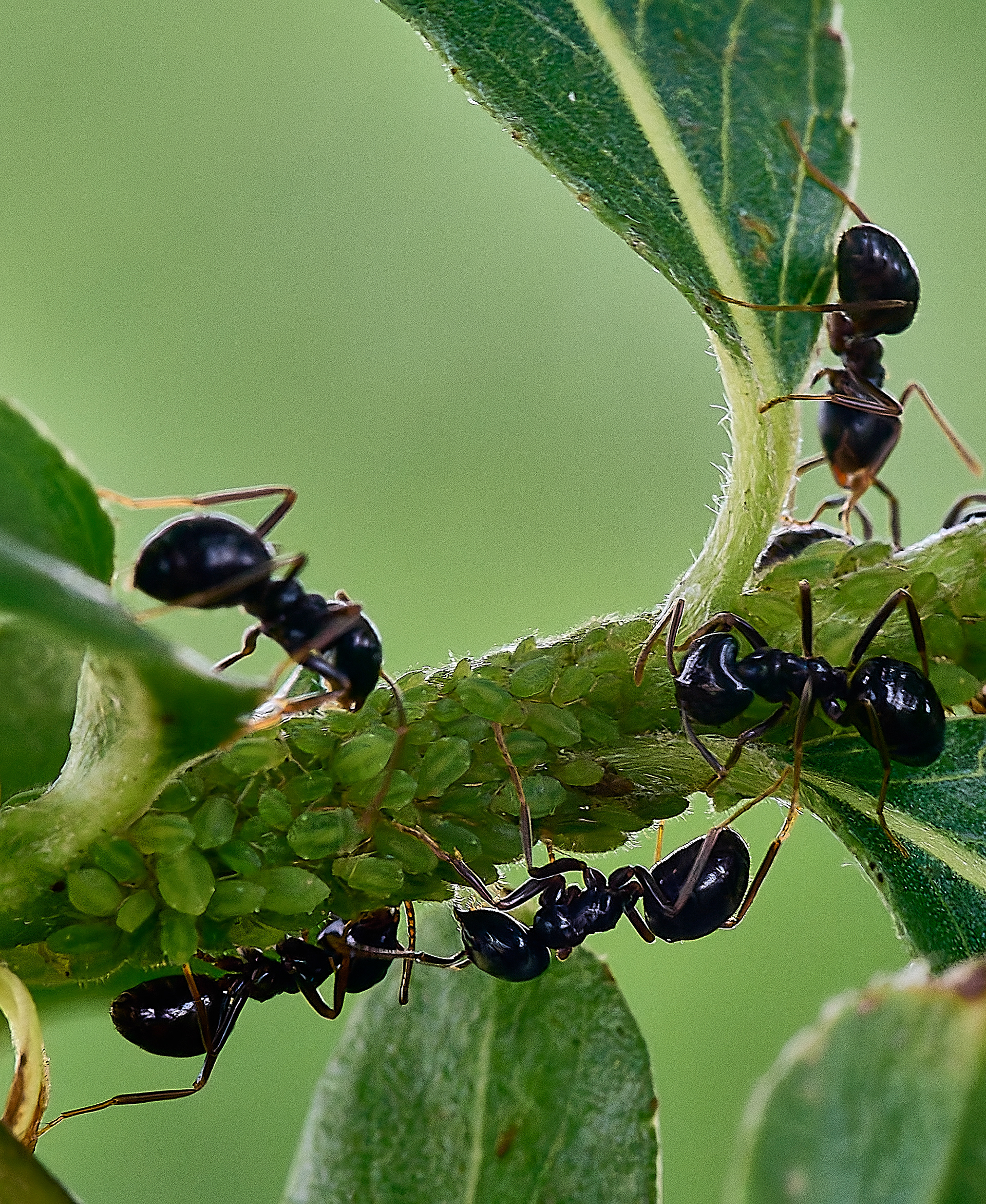 Jet Ant (Lasius fuluginosus) + Aphids