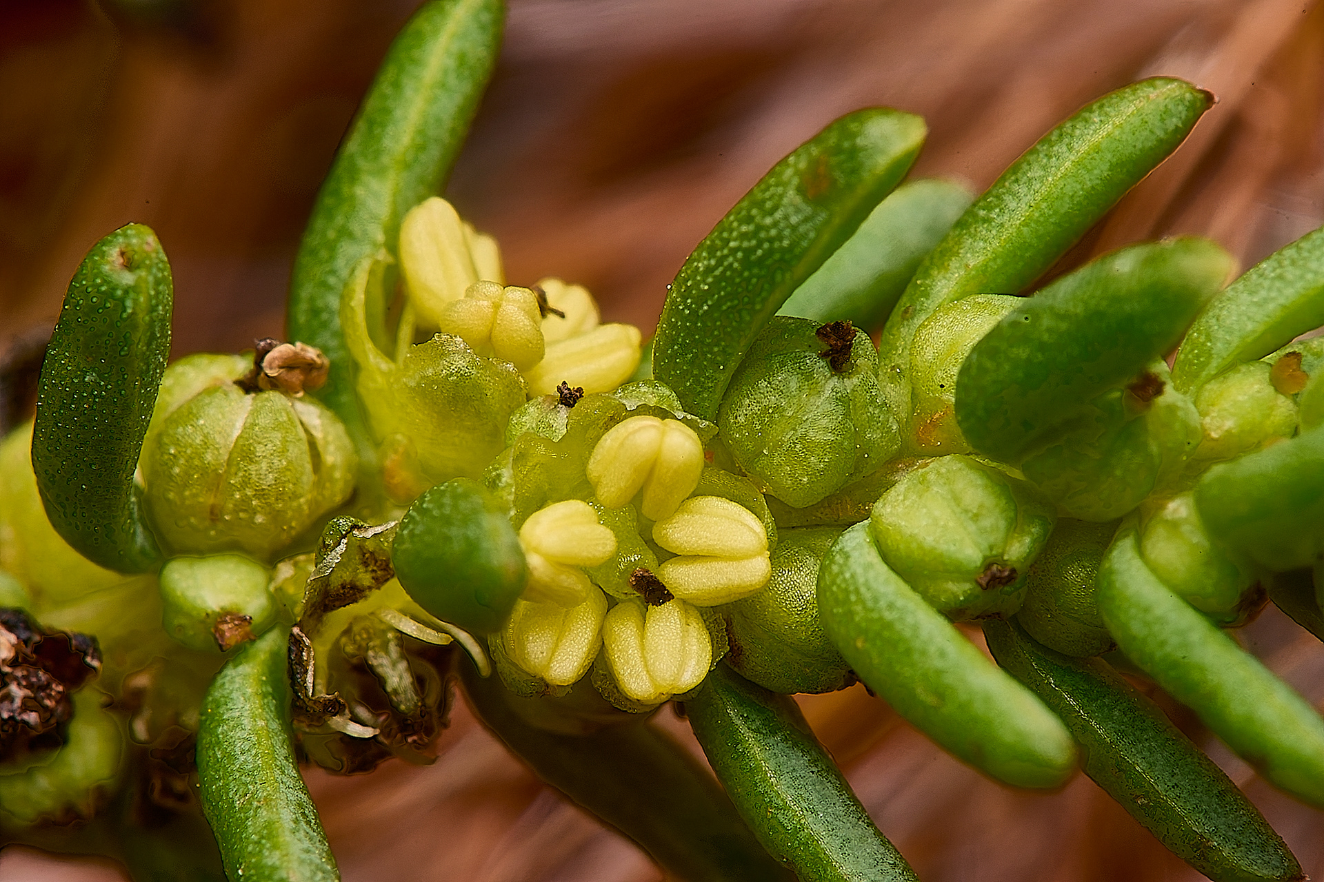 Petalless flower of Shrubby Sea-blite (Sueda vera)