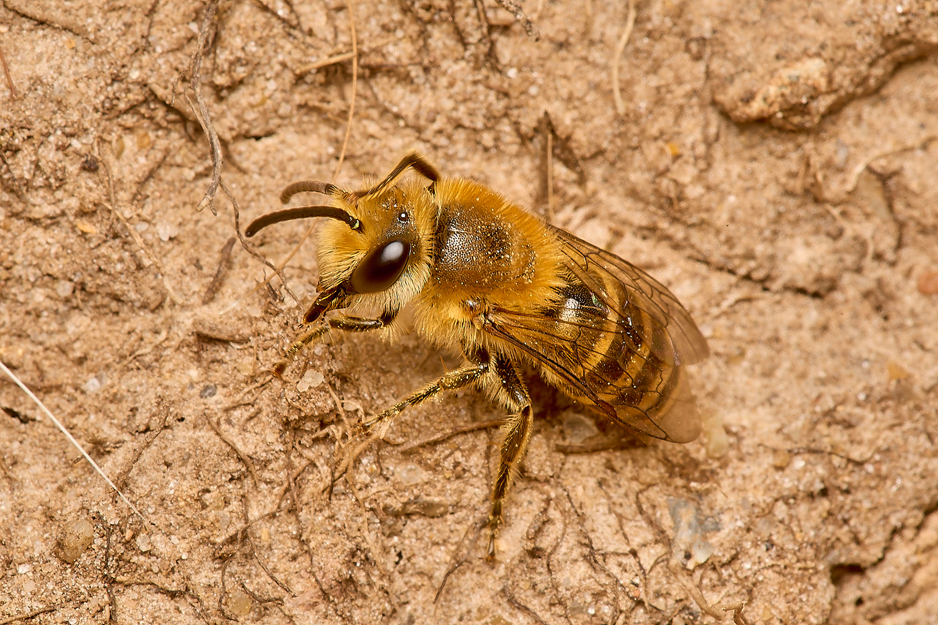 Ivy Bee (Colletes hederae)
