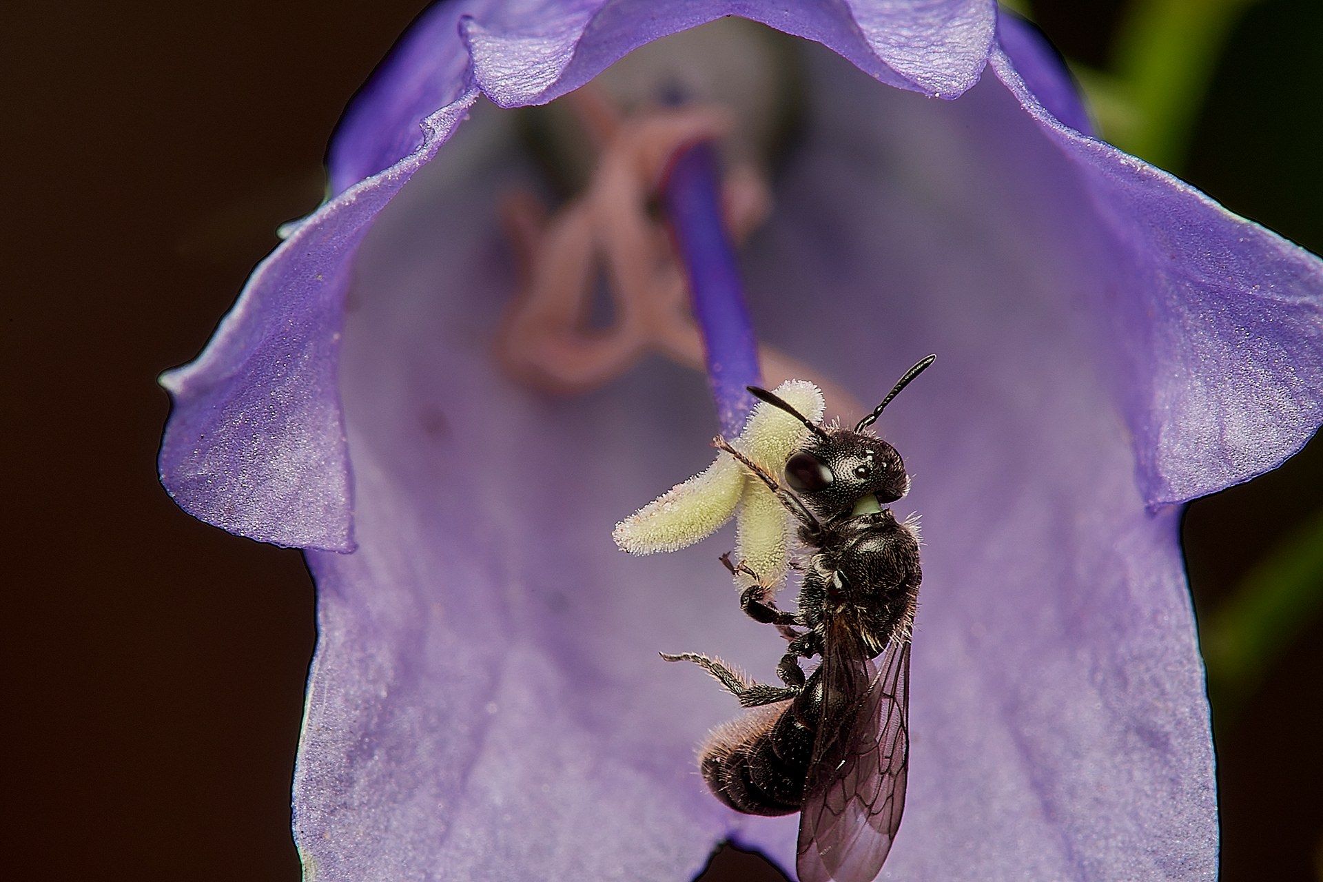 Small Scissor Bee ♀︎(Chelostoma campanularum) Hanworth
