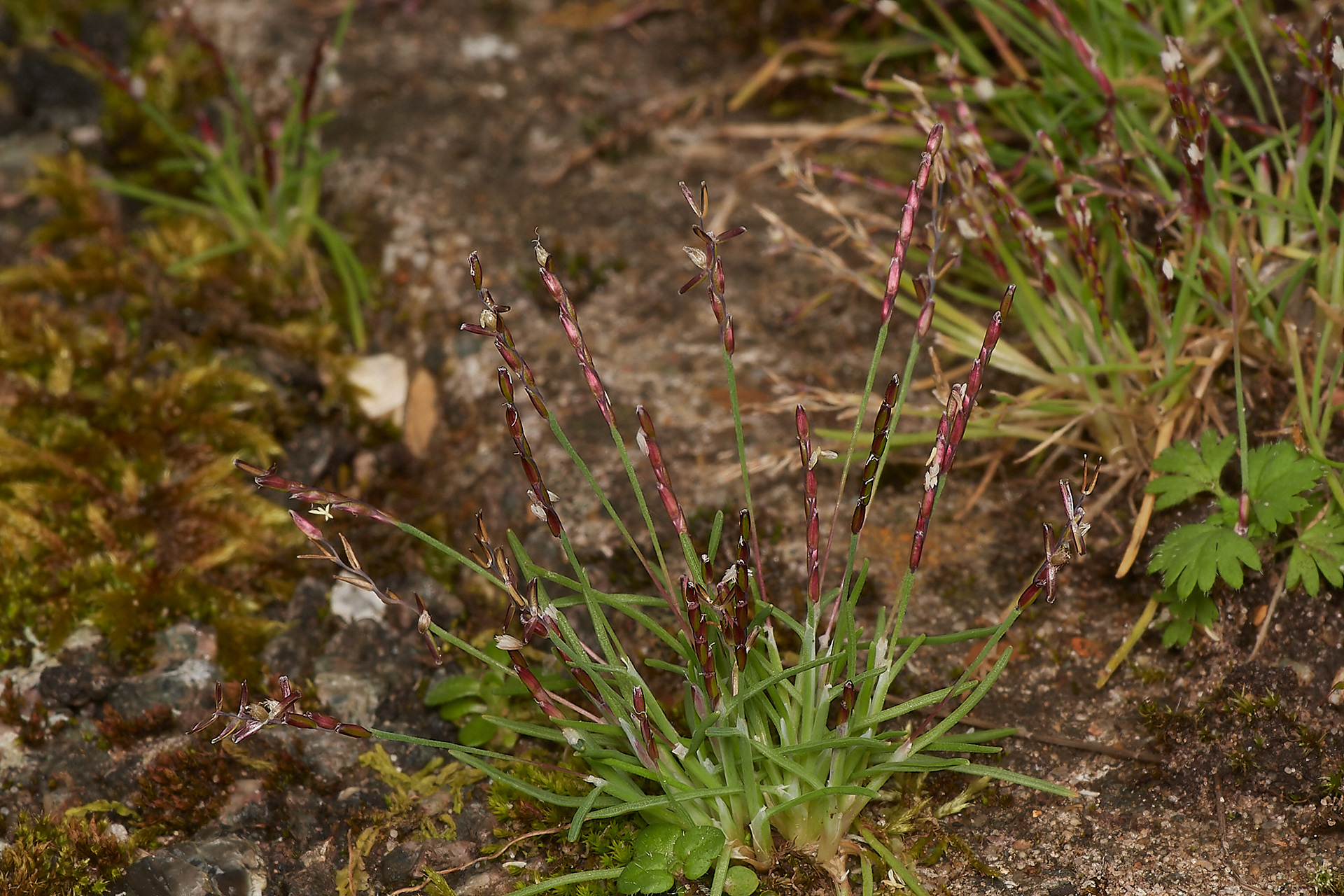 Early Sand Grass (Mibora minima)