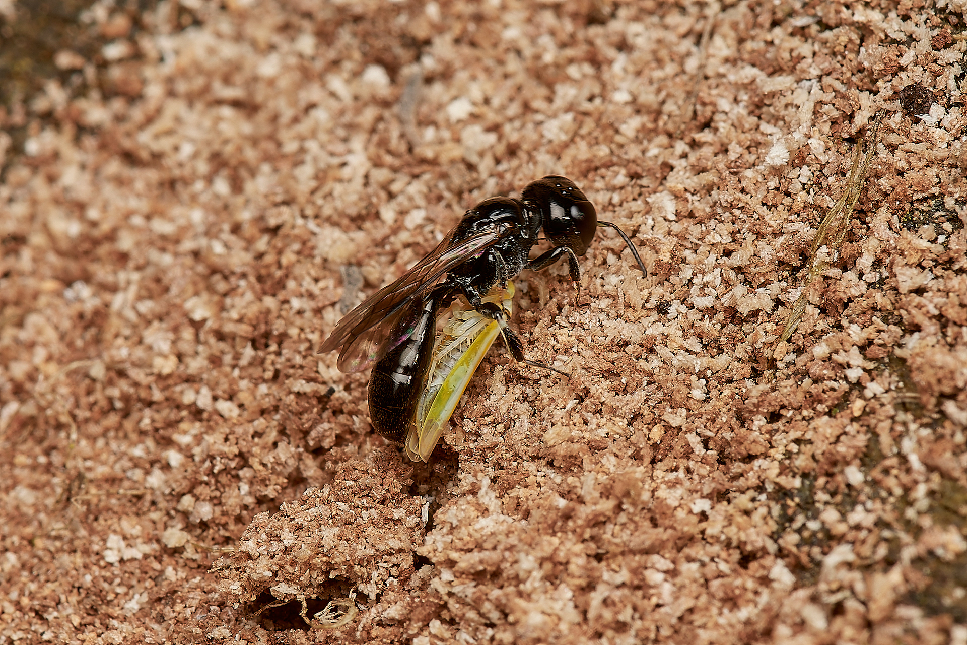 Ring-legged Crossocerus ♀︎(Crossocerus annulipes) Hanworth