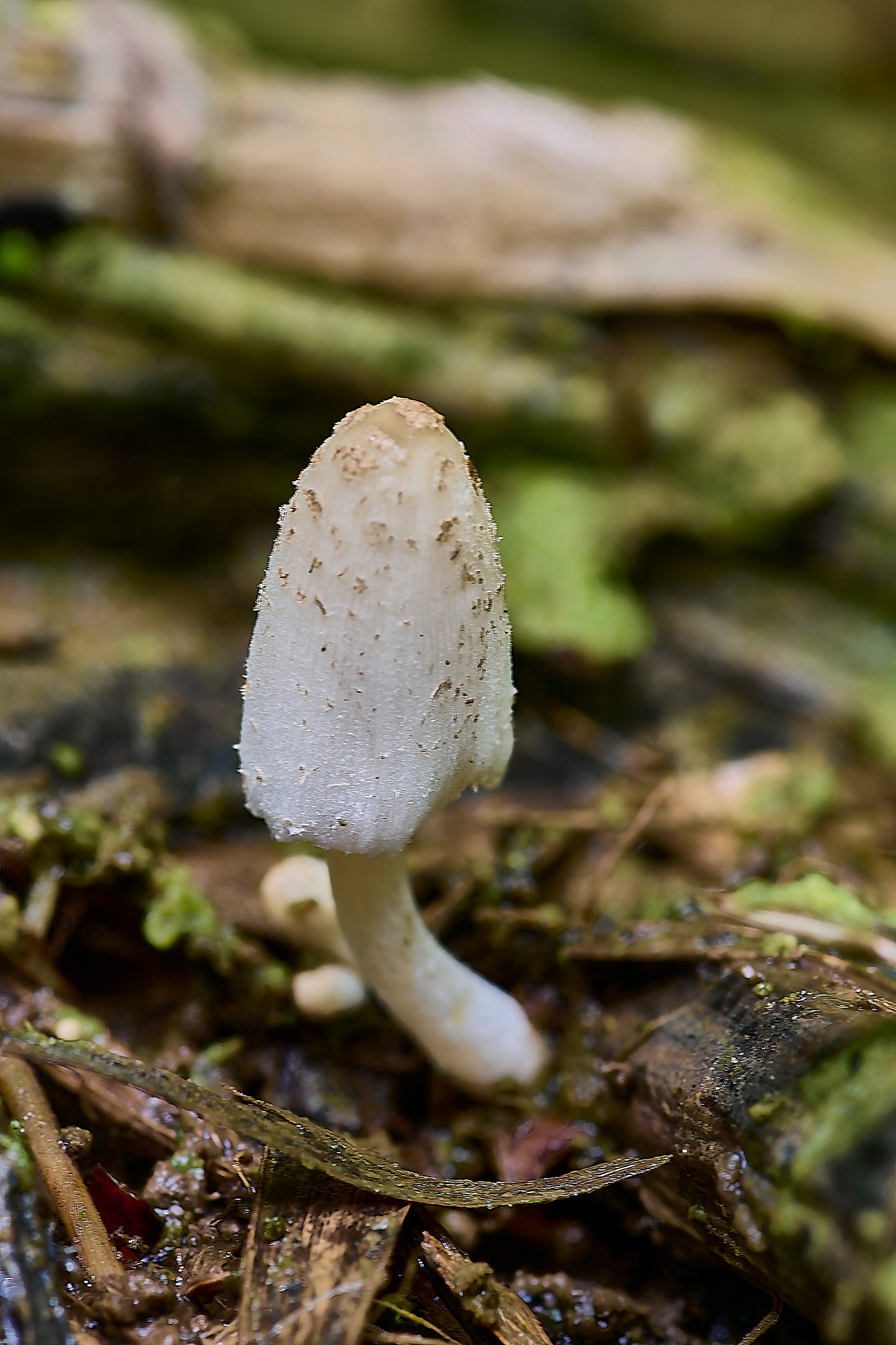 Coprinopsis kubickae
