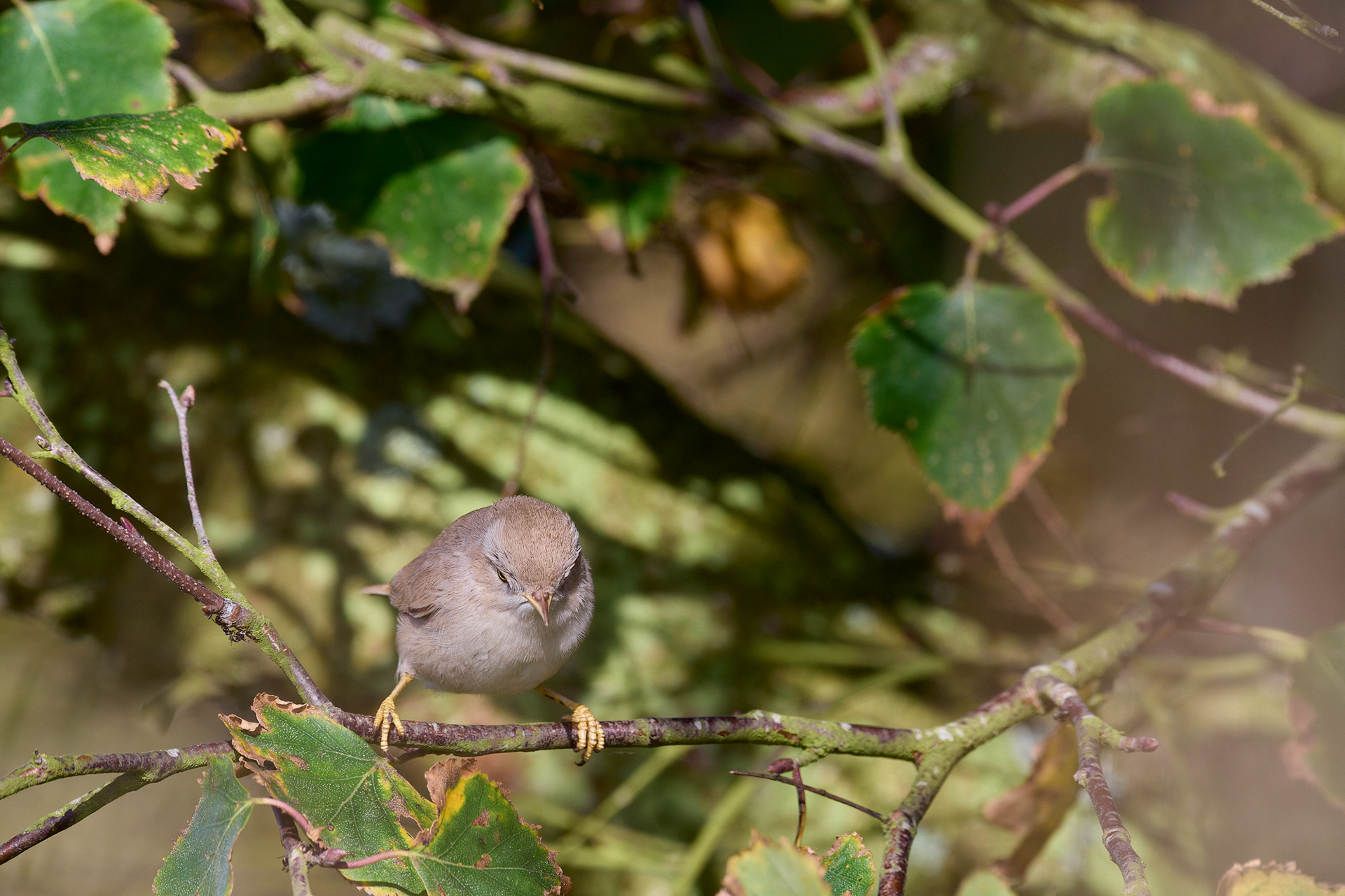 Asian Desert Warbler (Curruca nana)