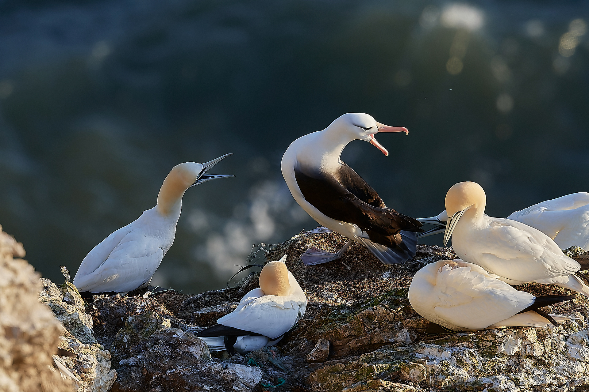 Black-browed Albatross (Thalassarche melanophris)
