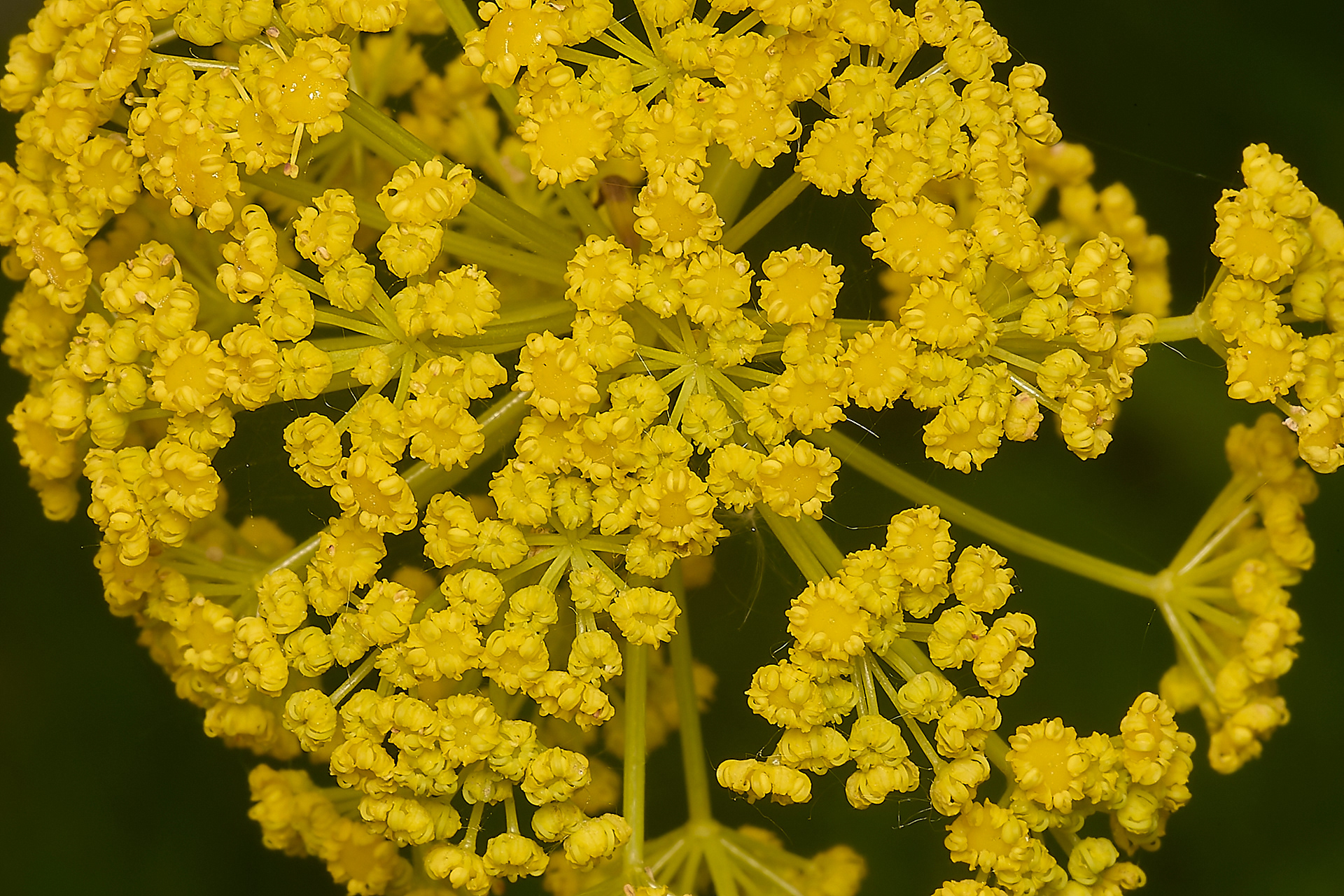 Giant Fennel (Ferula communis)