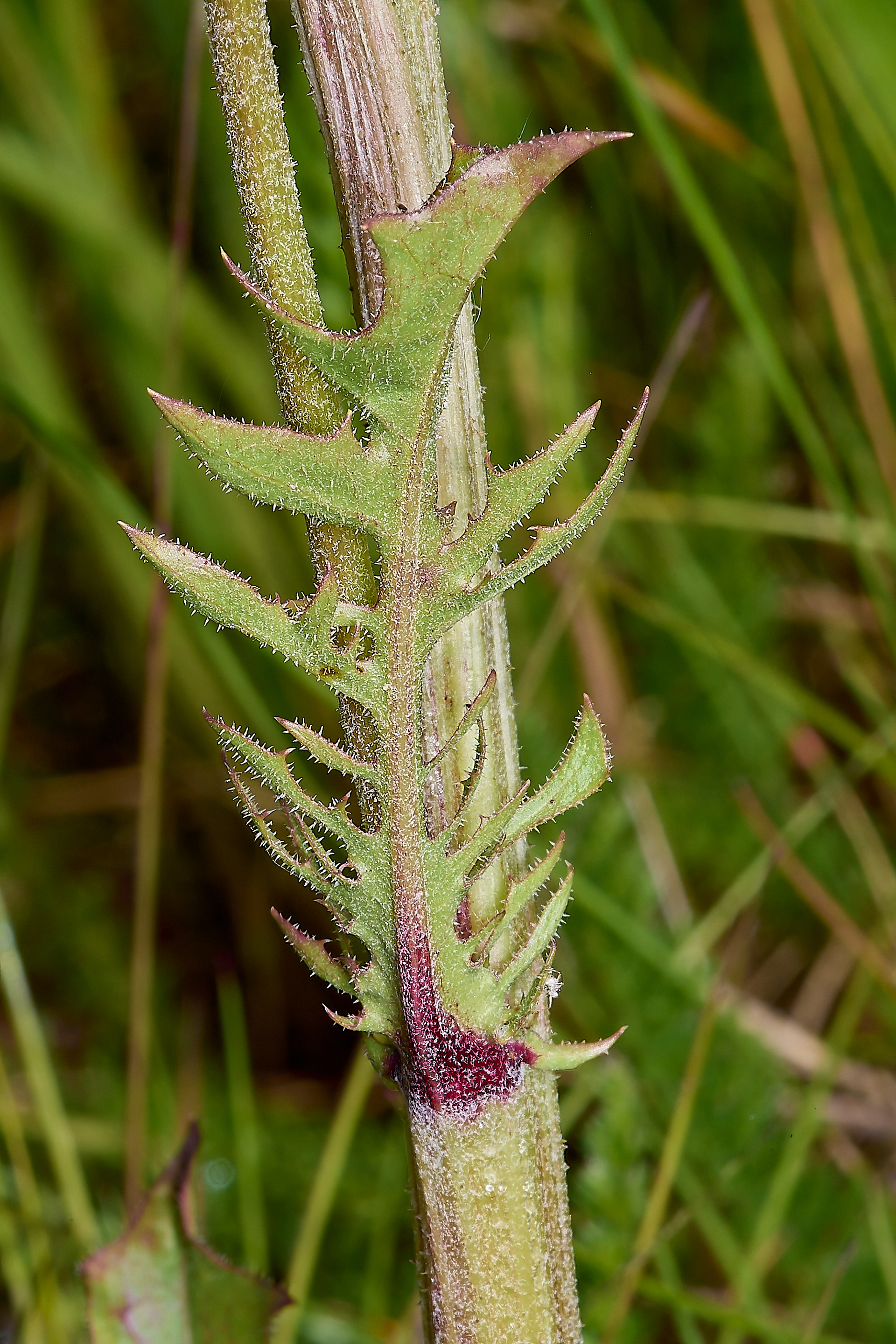 Beaked Hawk's-beard (Crepis vesicaria)