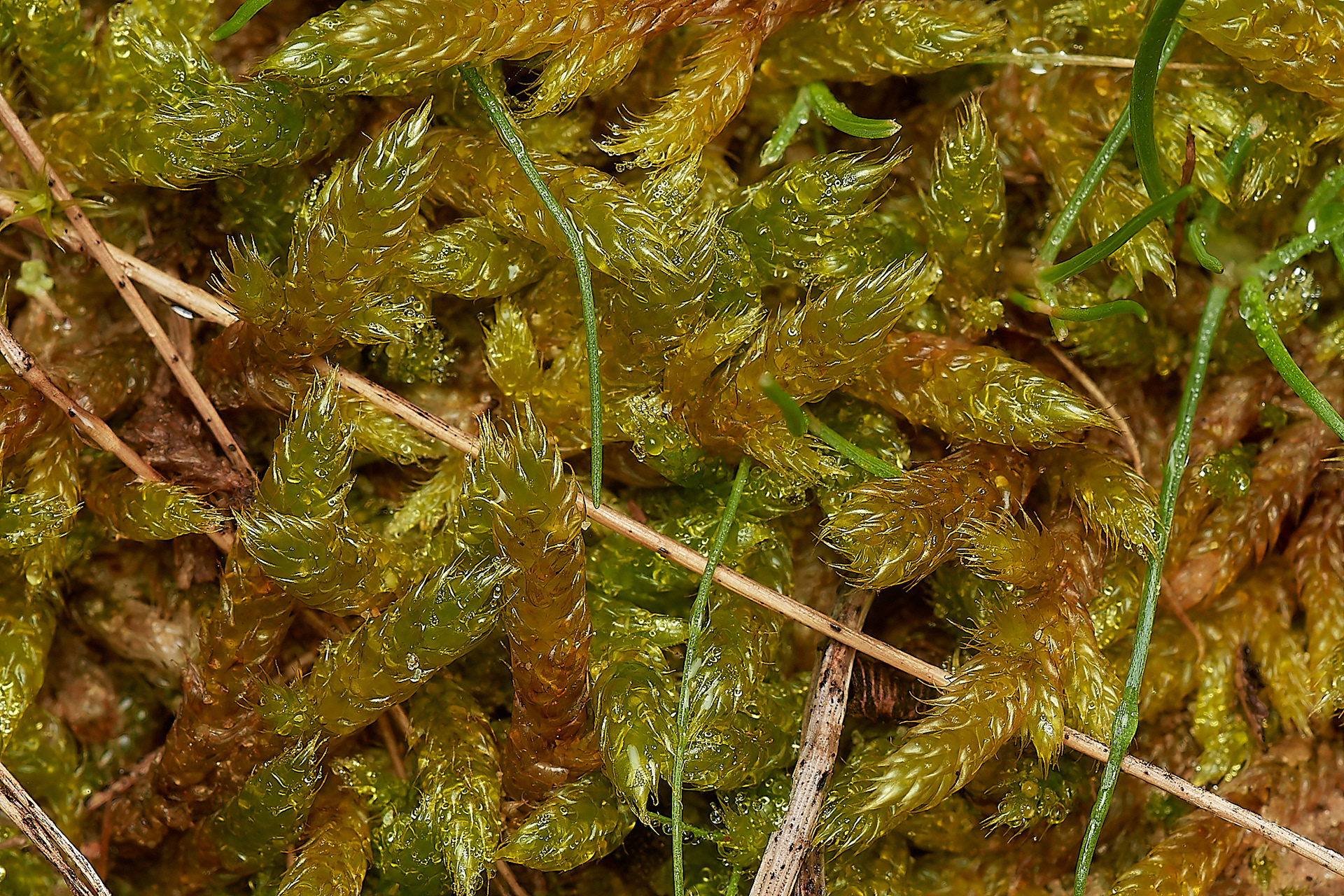 Great Plait-moss (Hypnum lacunosum) Wootton Woods