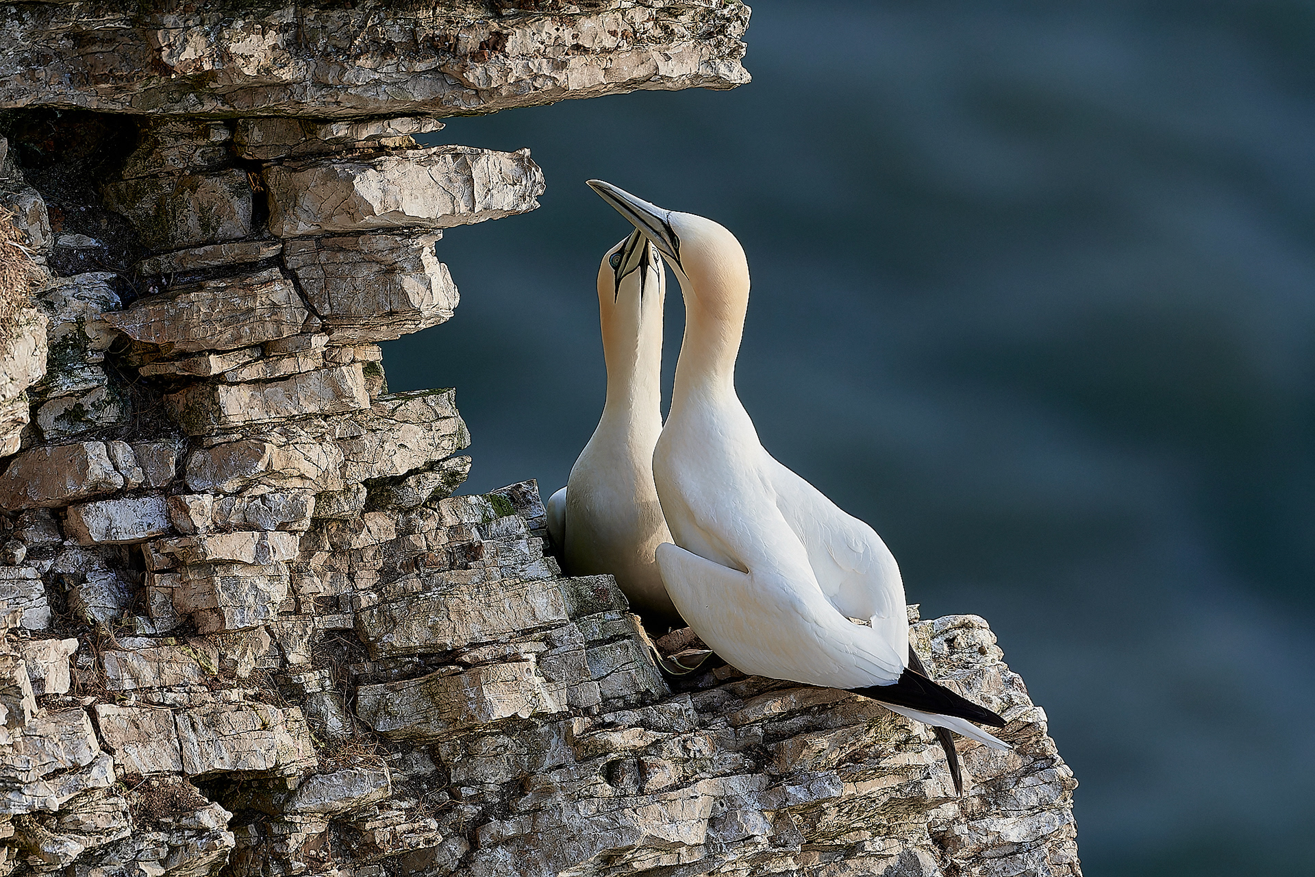 Gannets (Morus bassanus)