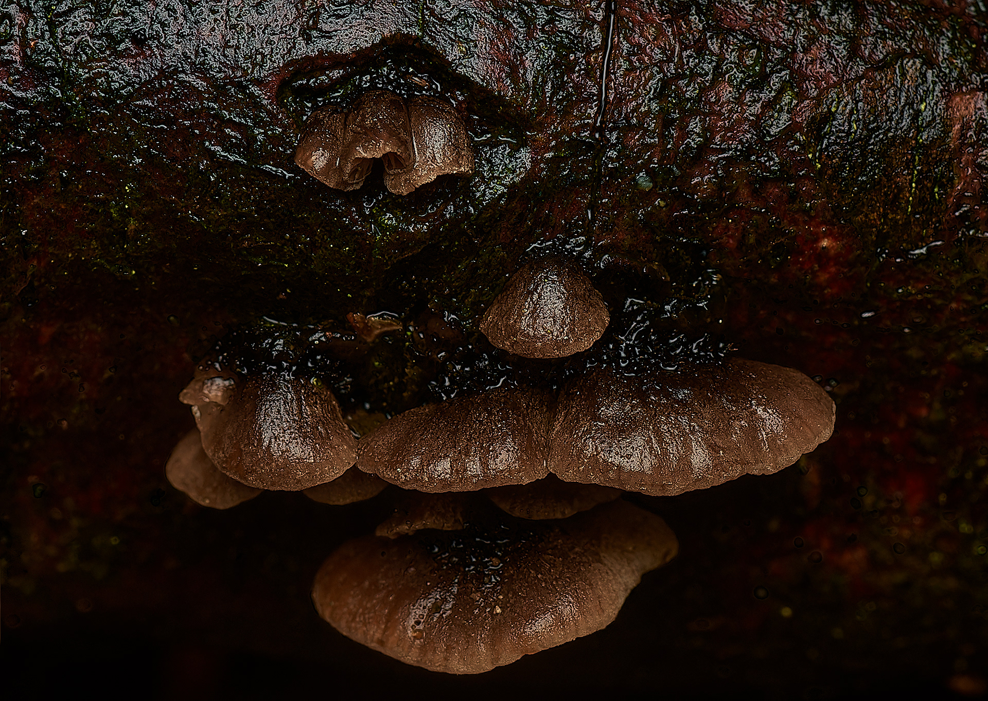 Hairy Oysterling (Resupinatus trichotis)