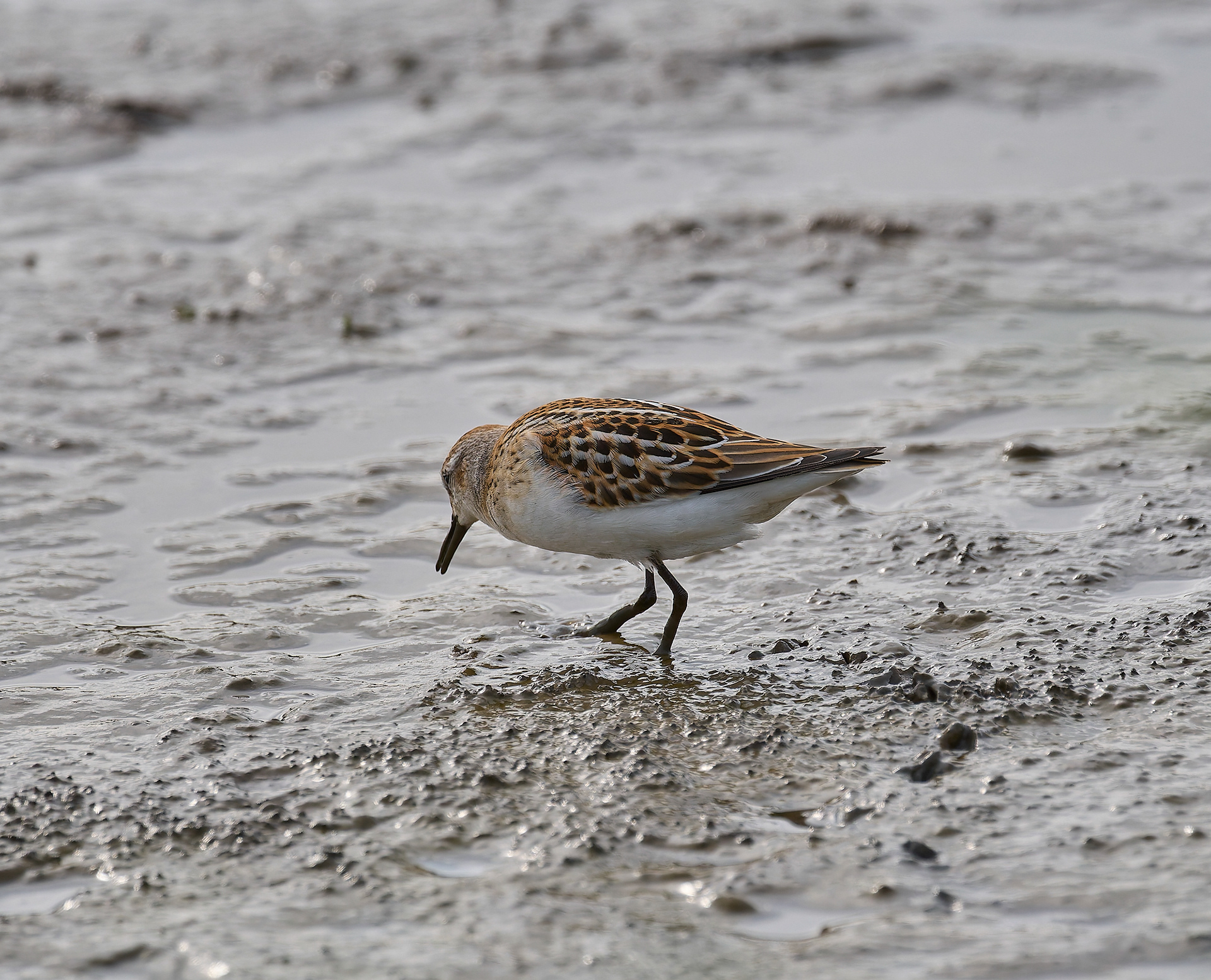 Titchwell Little Stint (Calidris minuta) 09/24