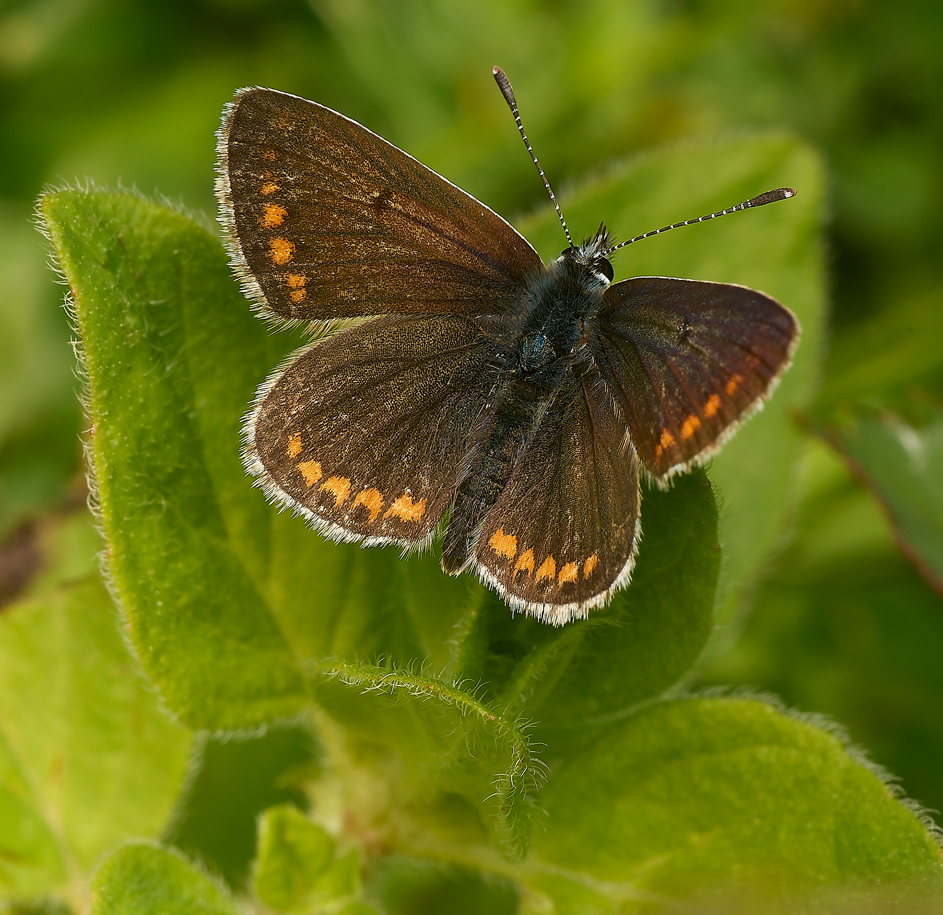 Brown Argus