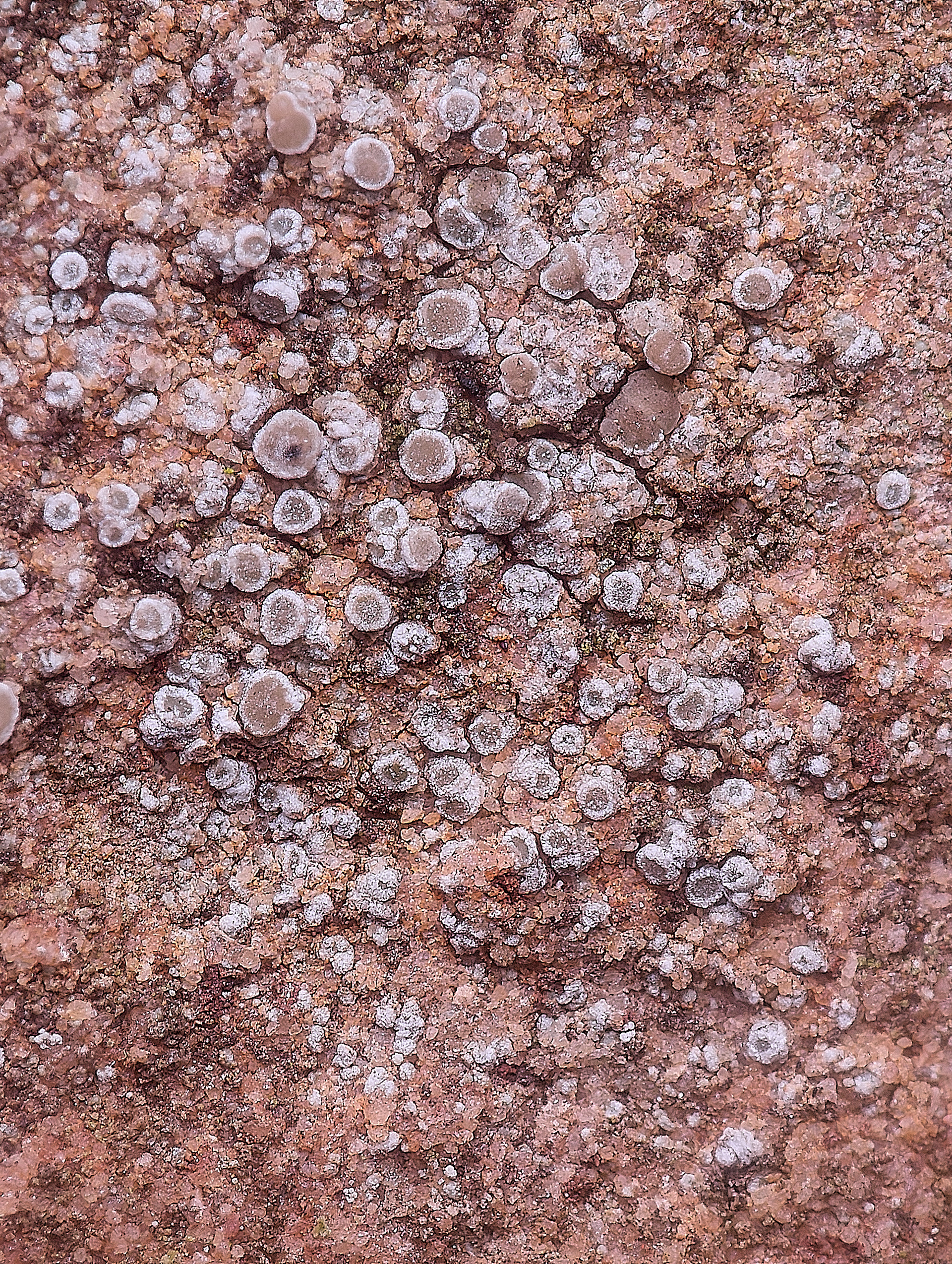 Myriolecis Sp