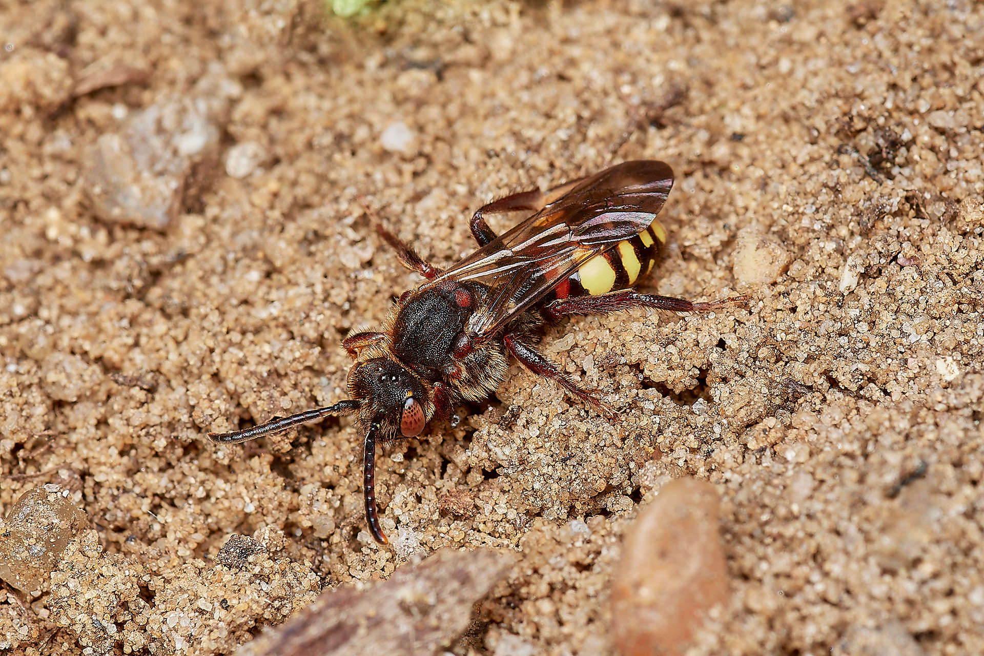 Early Nomad Bee ♀︎(Nomada leucopthalma) - Strumpshaw 03/23
