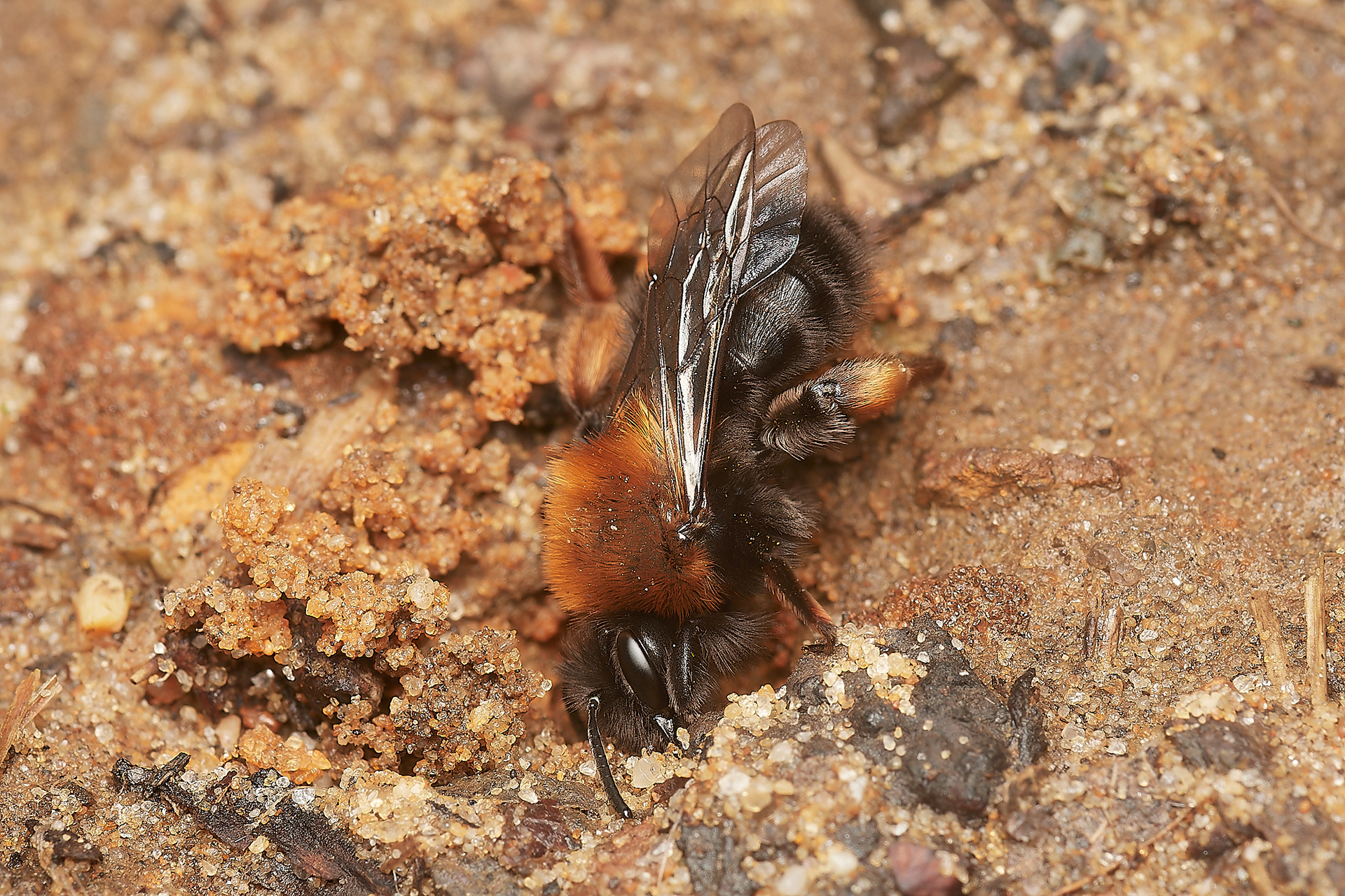 Clark's Mining Bee ♀︎(Andren clarkella) Strumpshaw 03/23