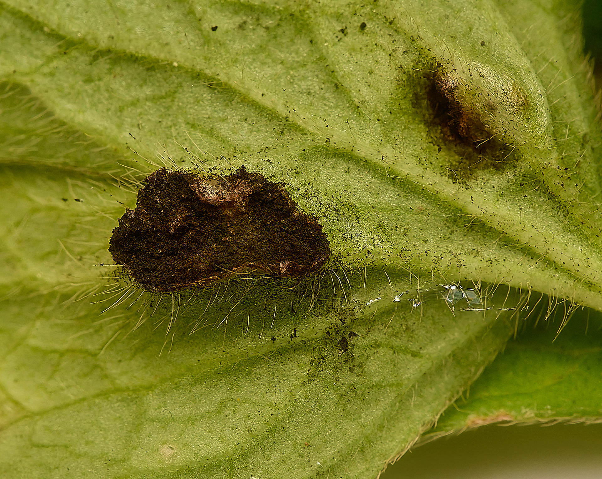 Rust on Creeping Buttercup (Urocystis ranunculi)