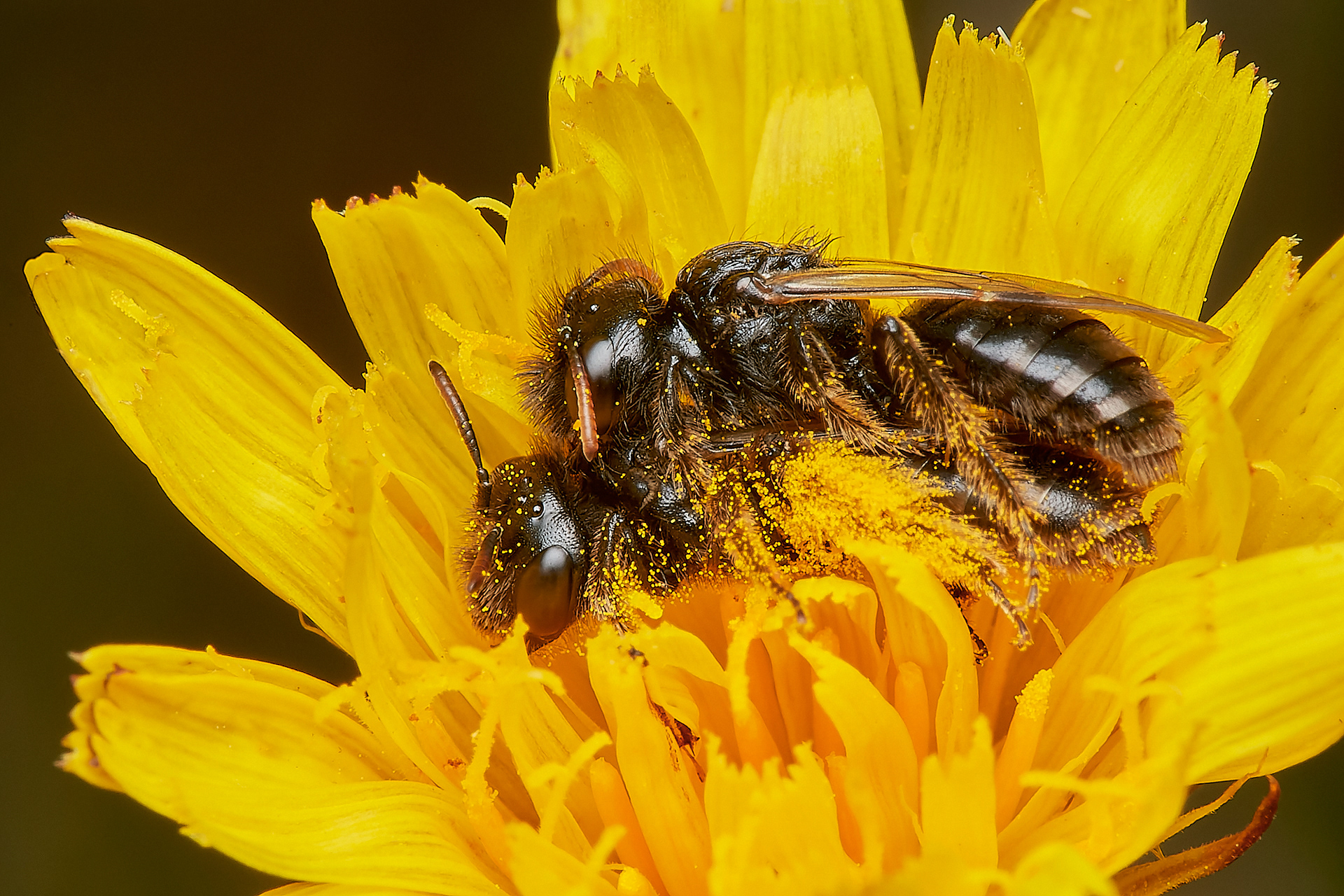 Small Shaggy Bee ♂︎&♀︎ (Panurgus calcuratus) Santon Downham