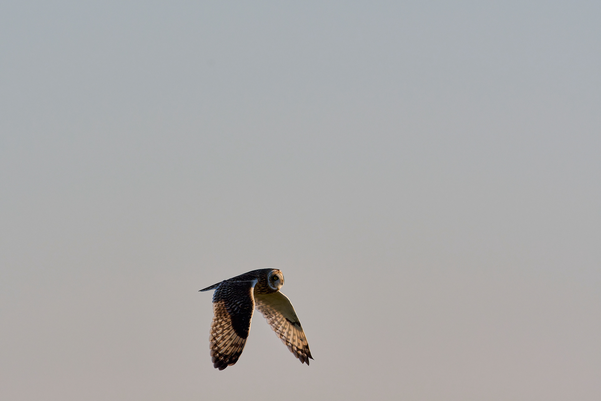 Short-eared Owl