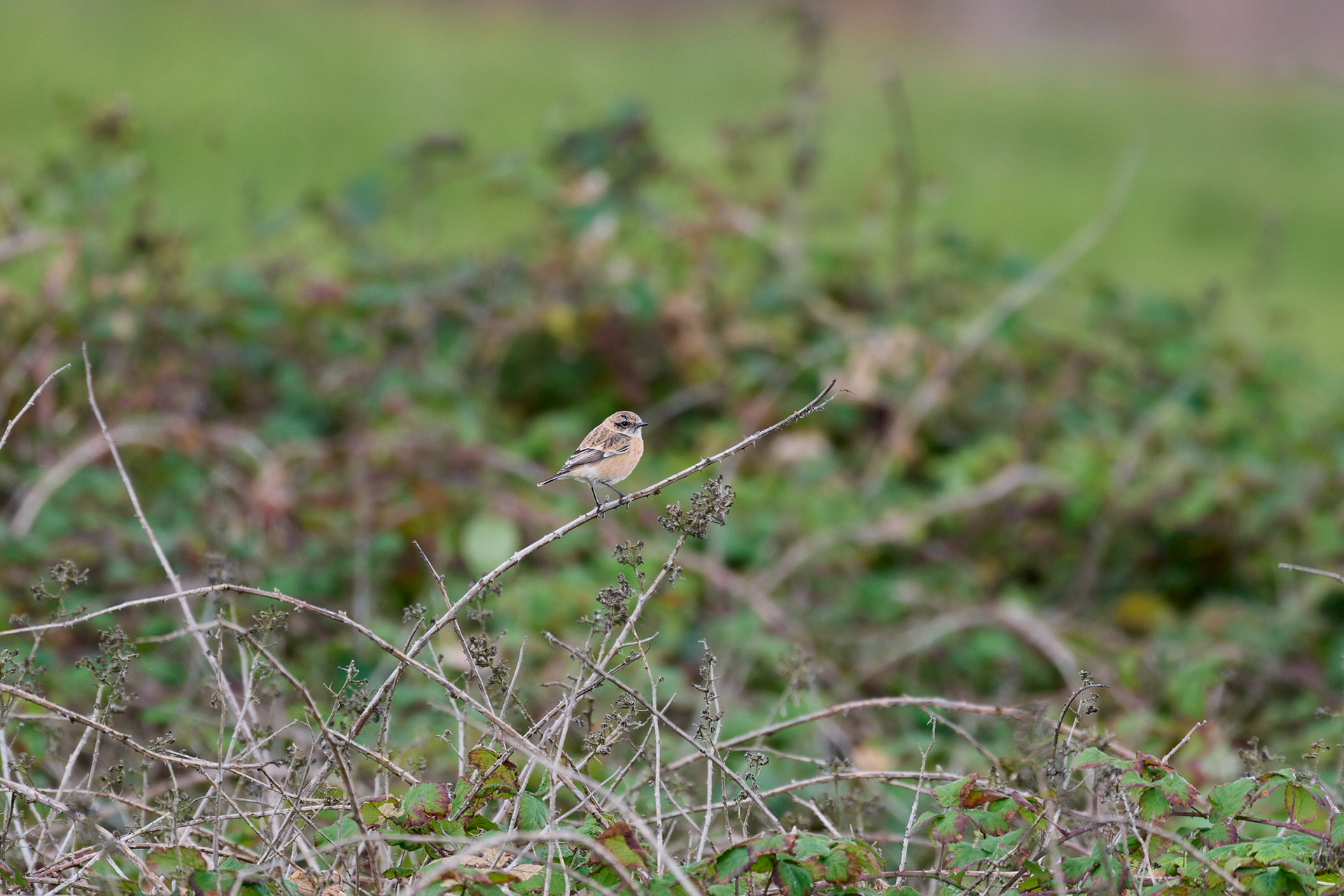 Eastern Stonechat Sp