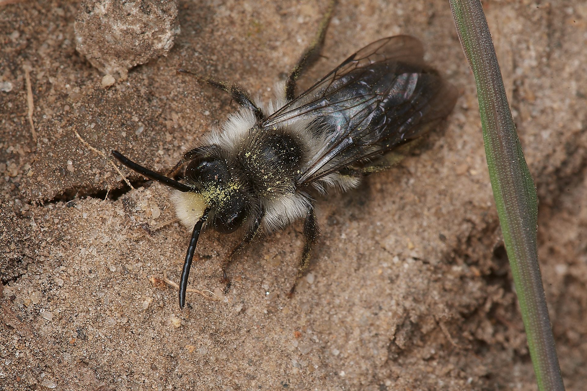 Ahy Mining Bee ♂︎(Andrena cinerea) Hanworth 04/23