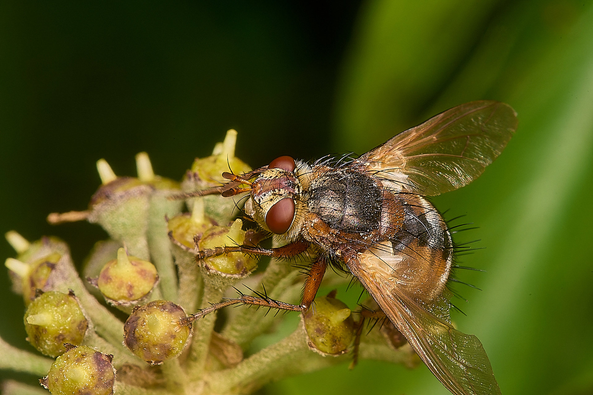 Tachina fera