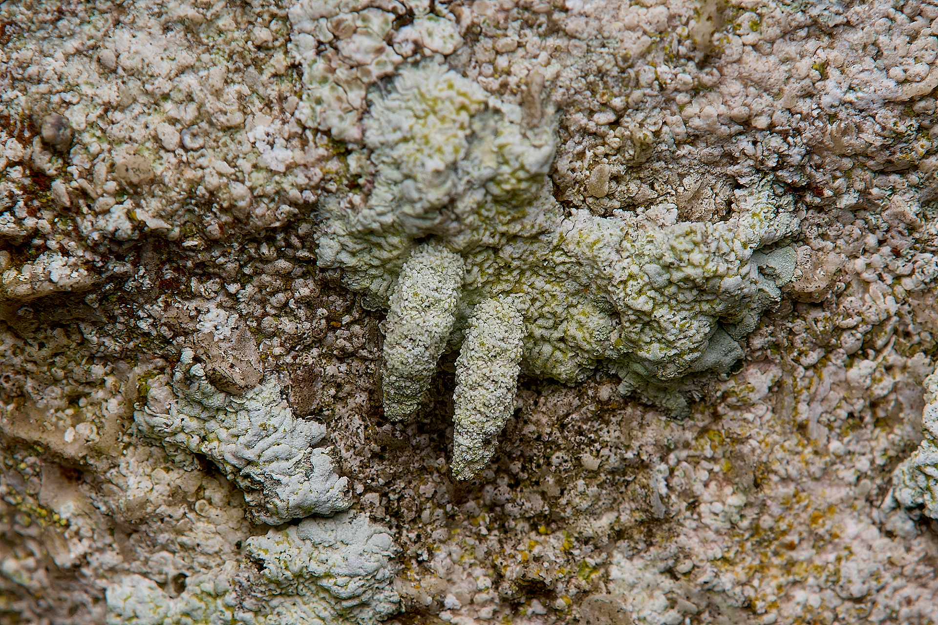 Bagworm (Ruffila lapidella)