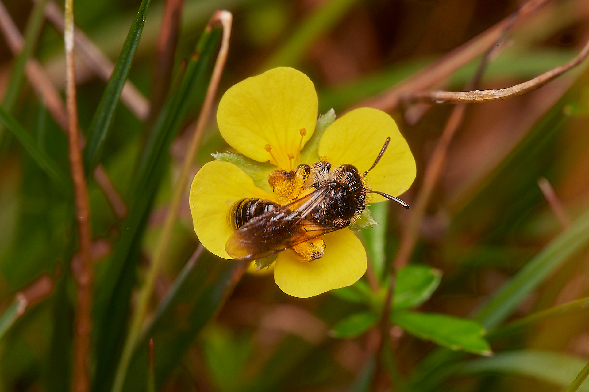 Tormentil Mining bee (Andrena tarsatta)