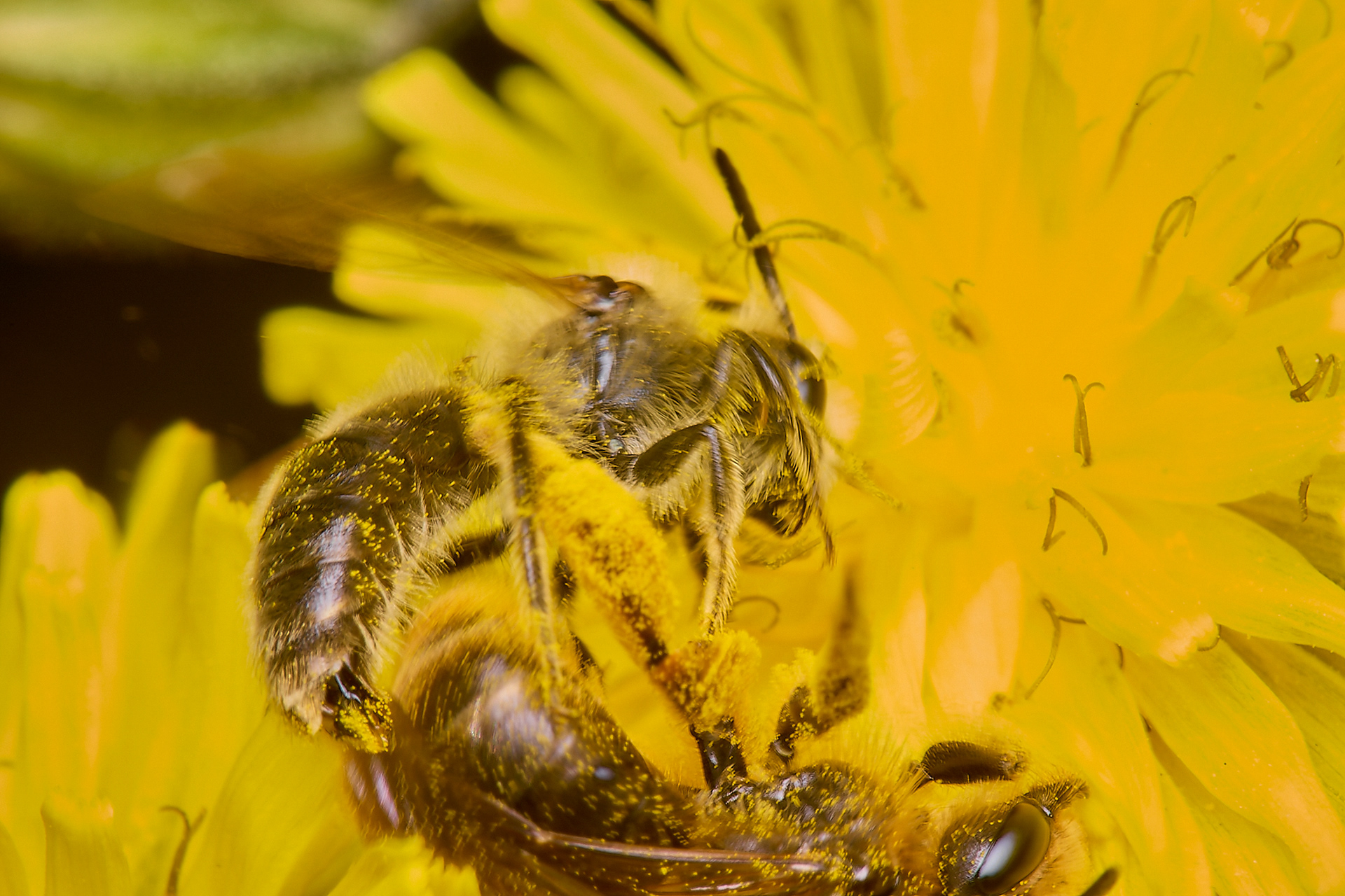 Catsear Mining Bee (Andrena humilis) ♂︎