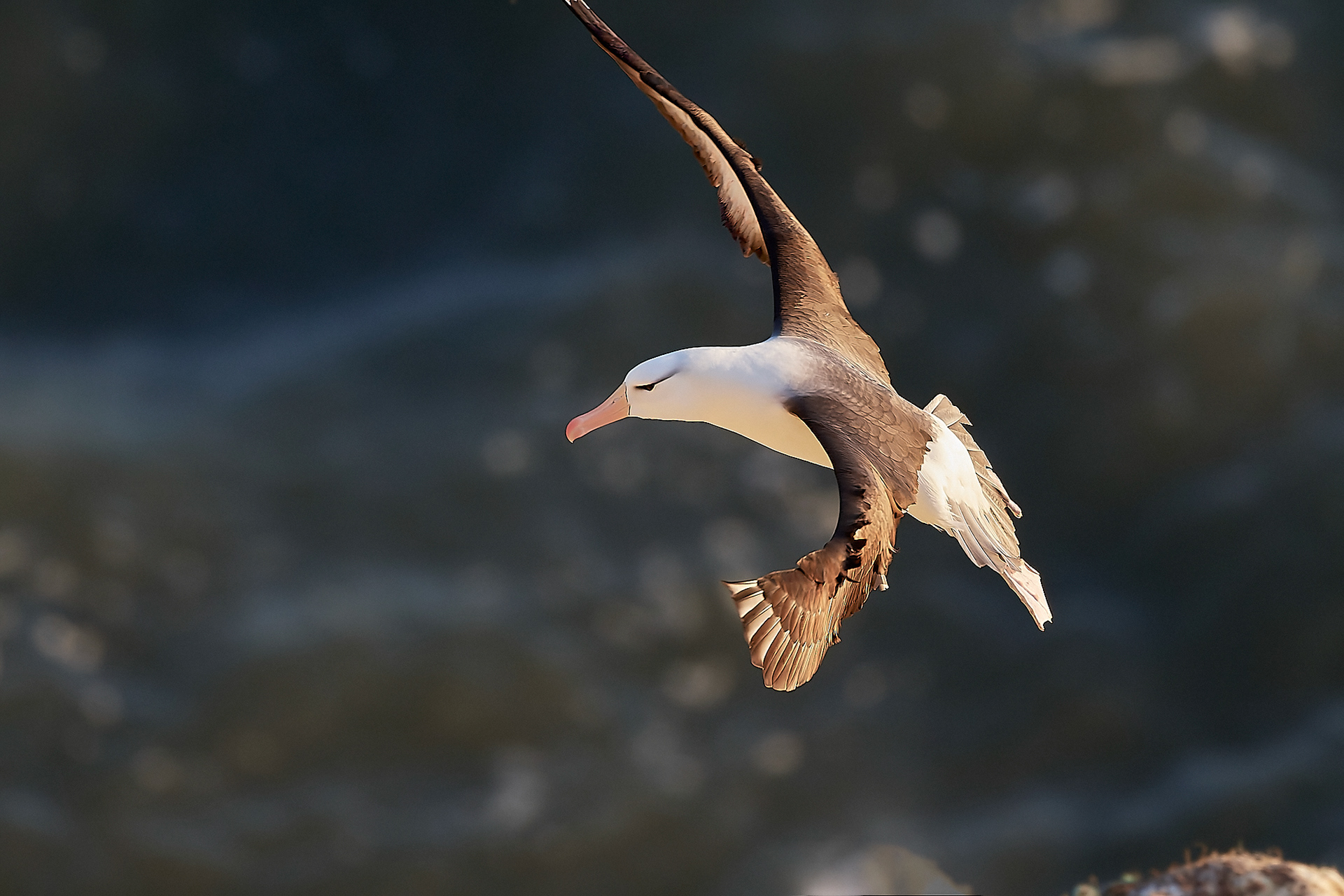 Black-browed Albatross (Thalassarche melanophris)