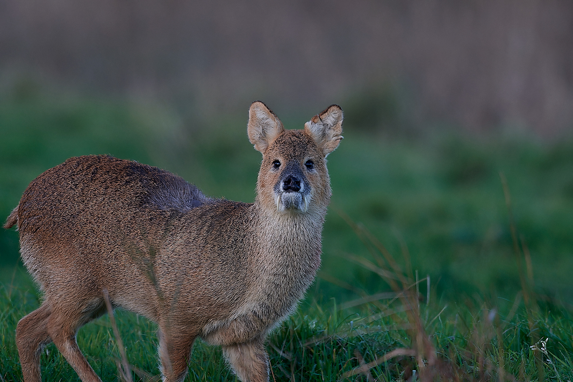 Chinese Water Deer (Hydropotes inermis) Cley