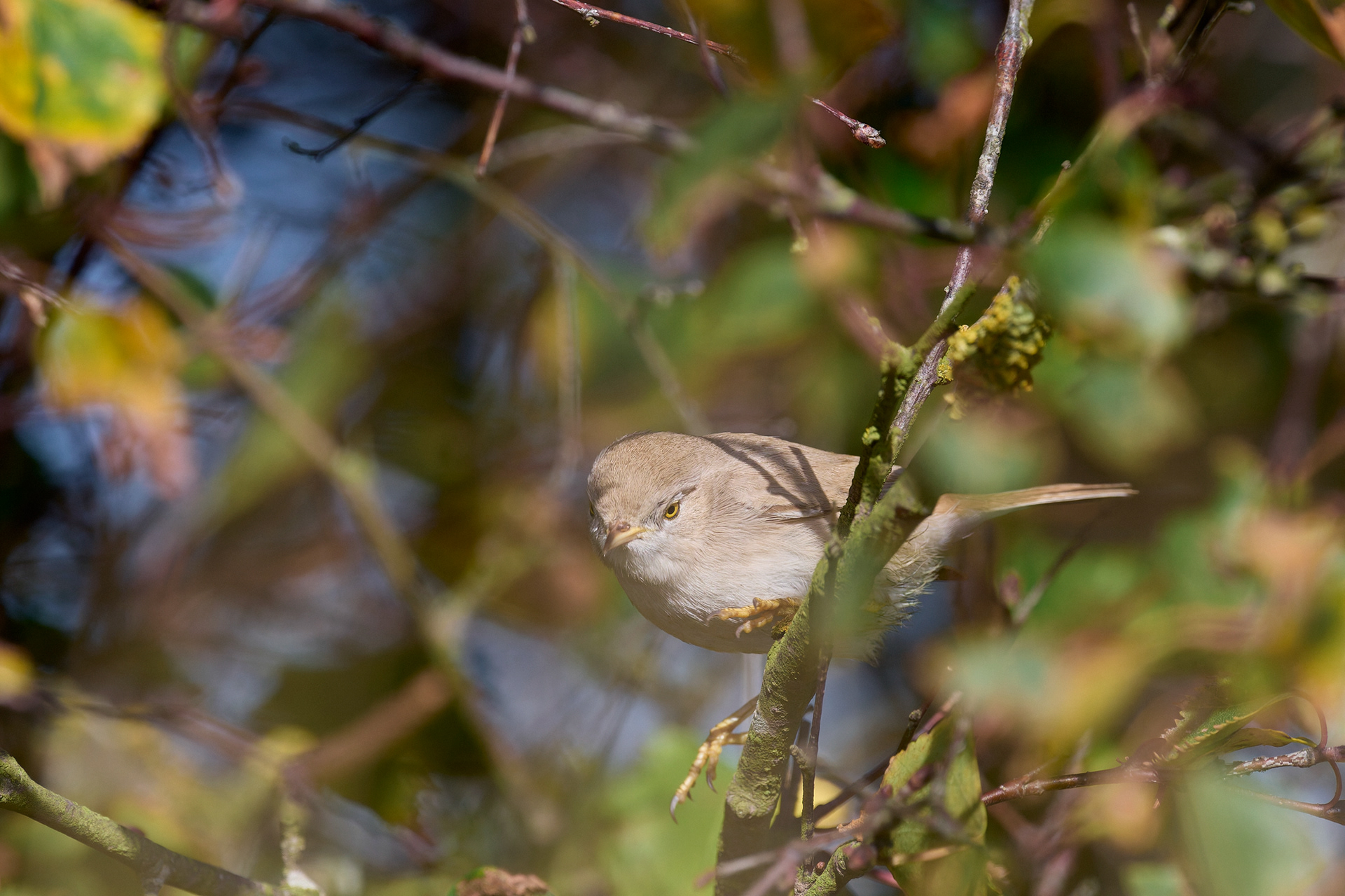 Asian Desert Warbler (Curruca nana)