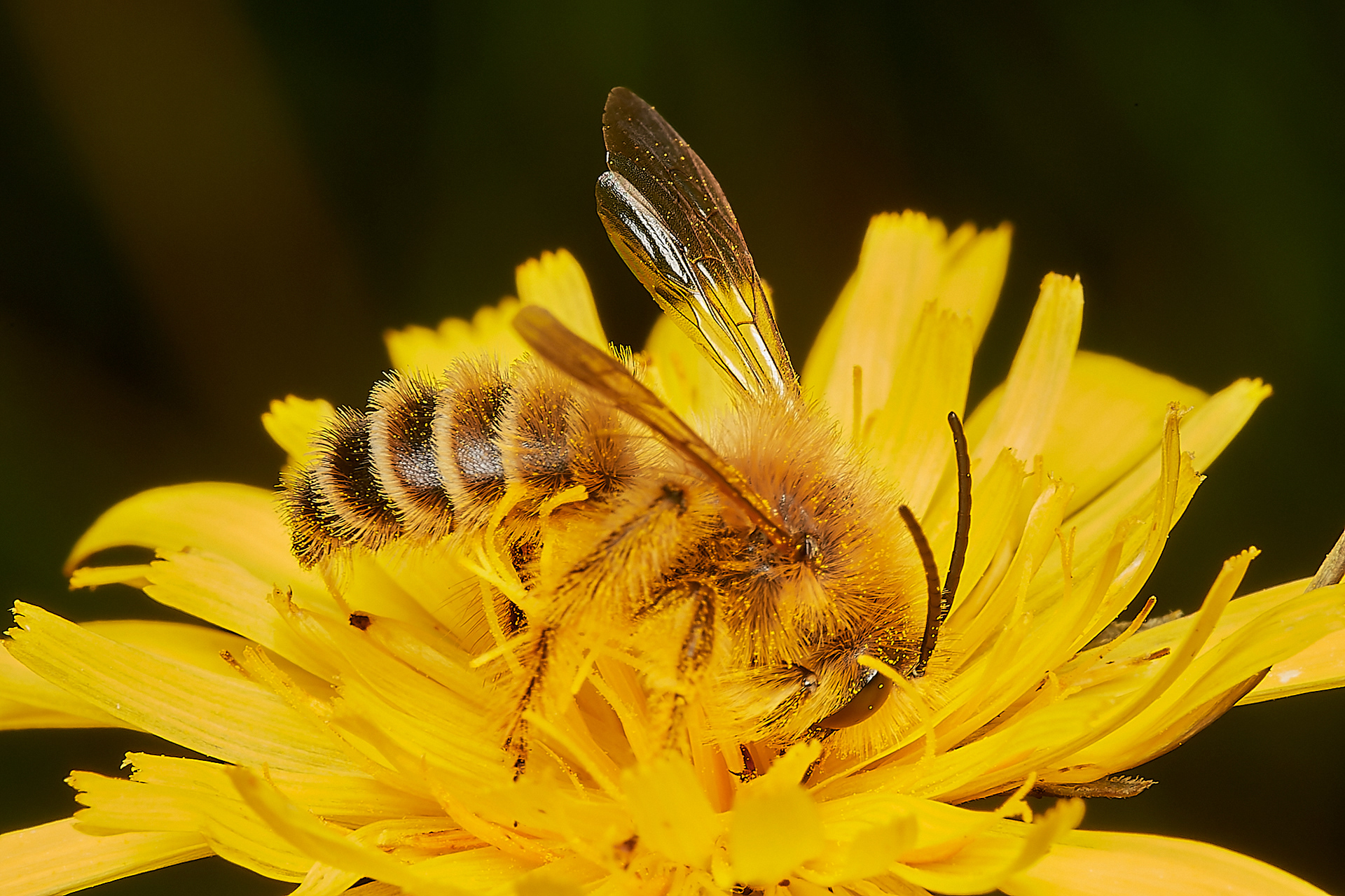 Pantaloon Bee (Dasypoda hirtirpes) Kelling Heath