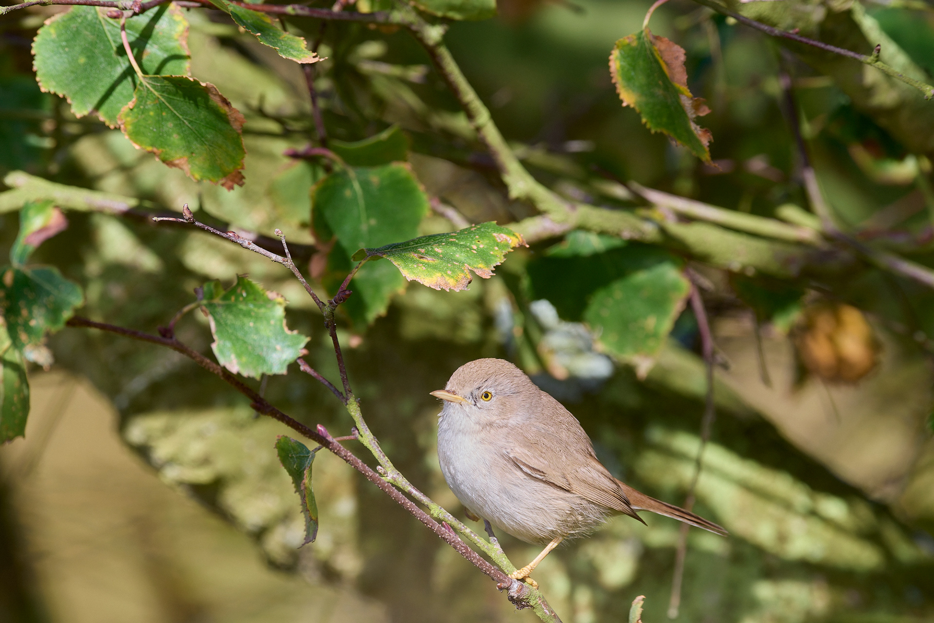 Asian Desert Warbler (Curruca nana)