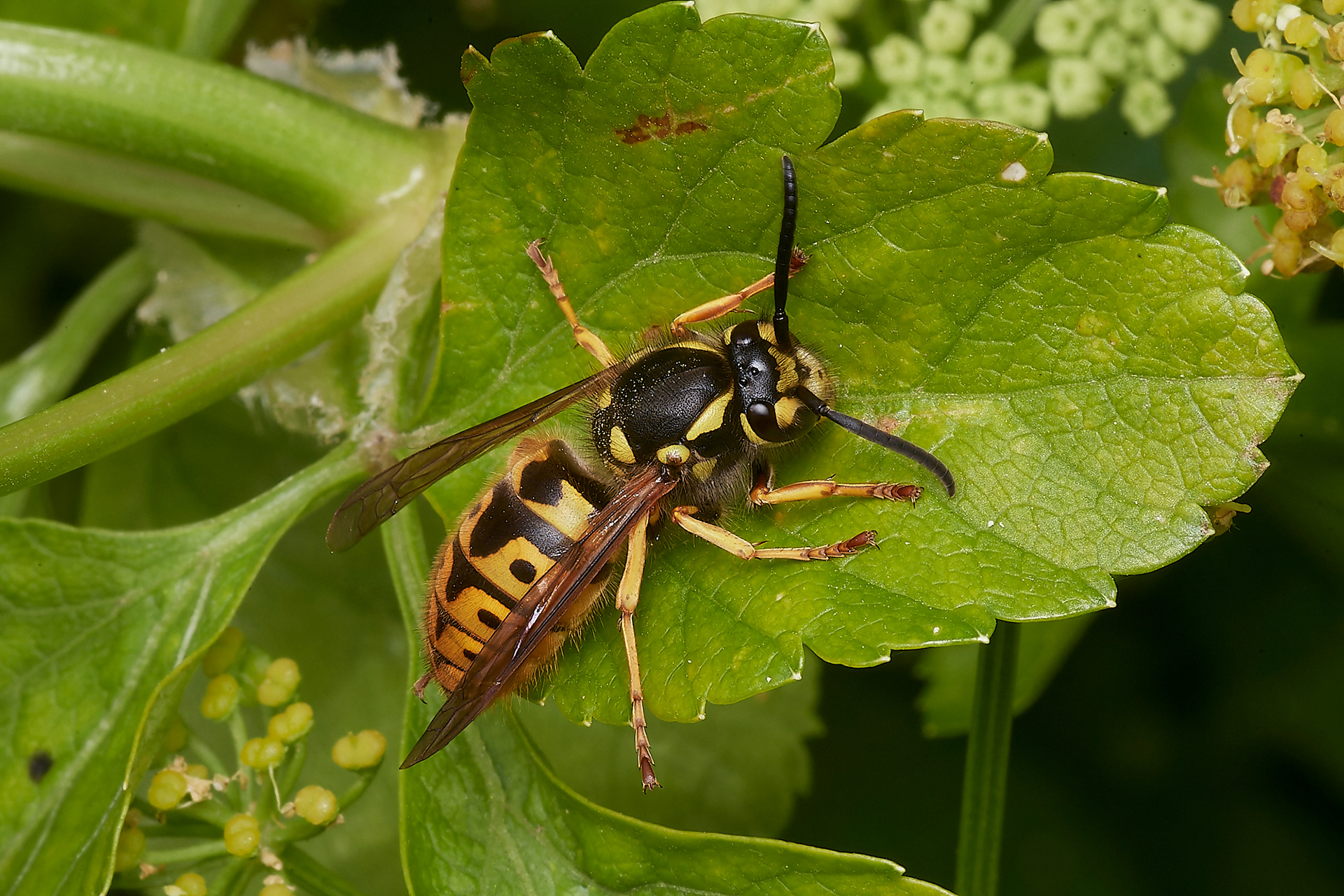 Wasp (Vespula vulgaris) Kelling Heath