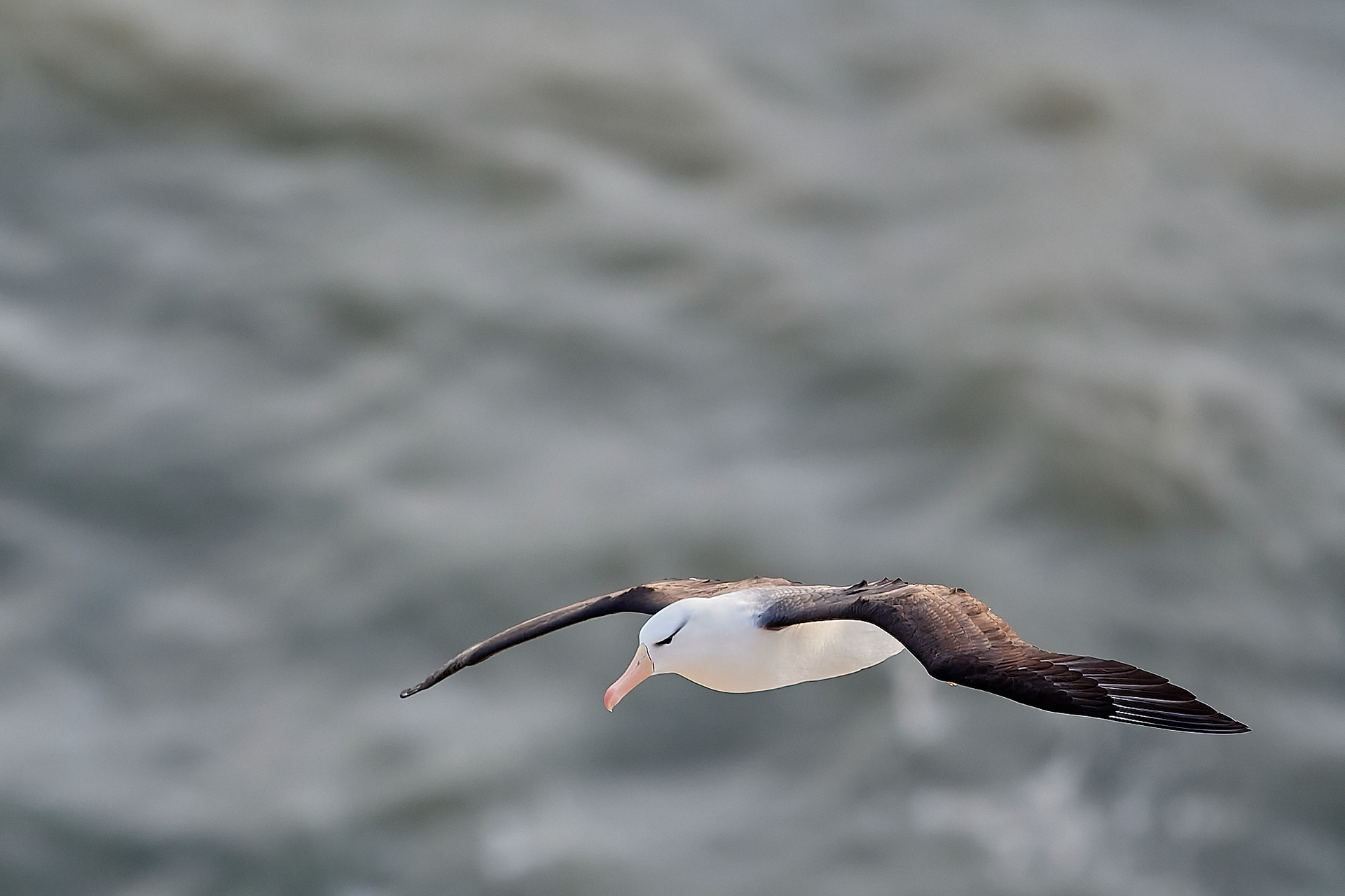 Black-browed Albatross (Thalassarche melanophris)