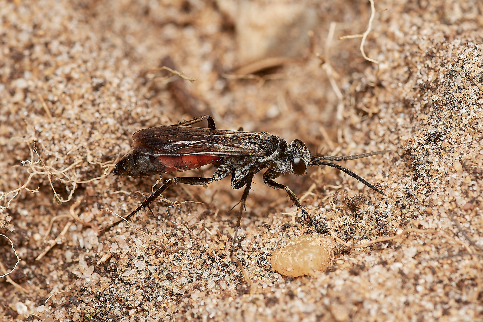 Evagites pectinipes A recent colonist Little Eye