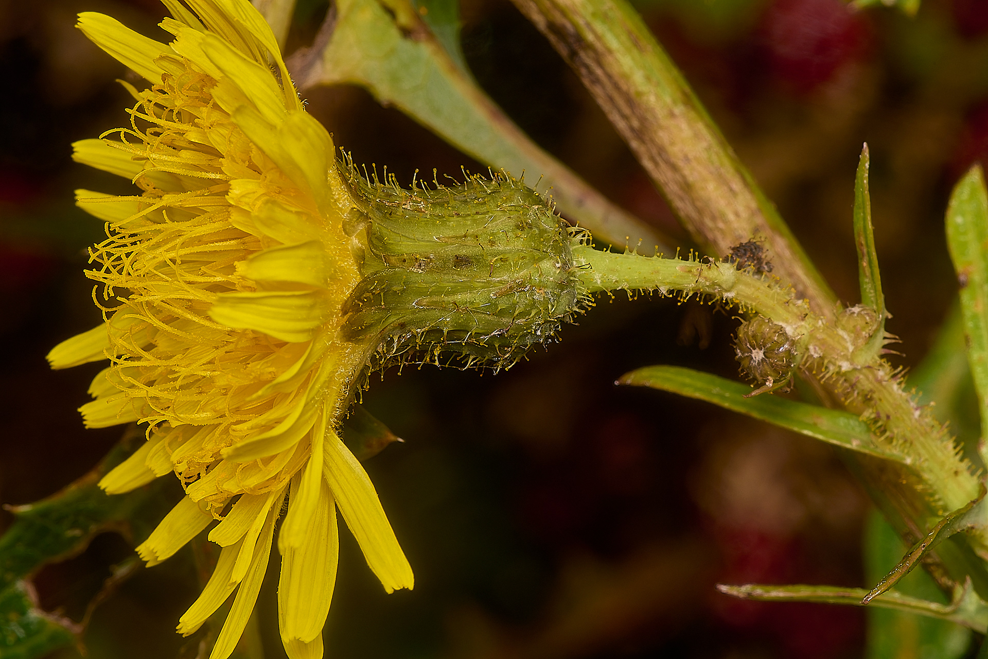 Perennial Sow-thistle (Sonchus arvensis)