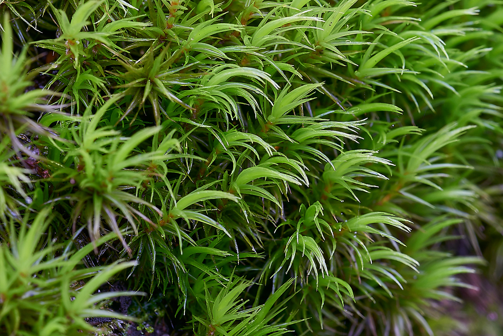 Broom Moss (Dicranum scoparium) 11/19