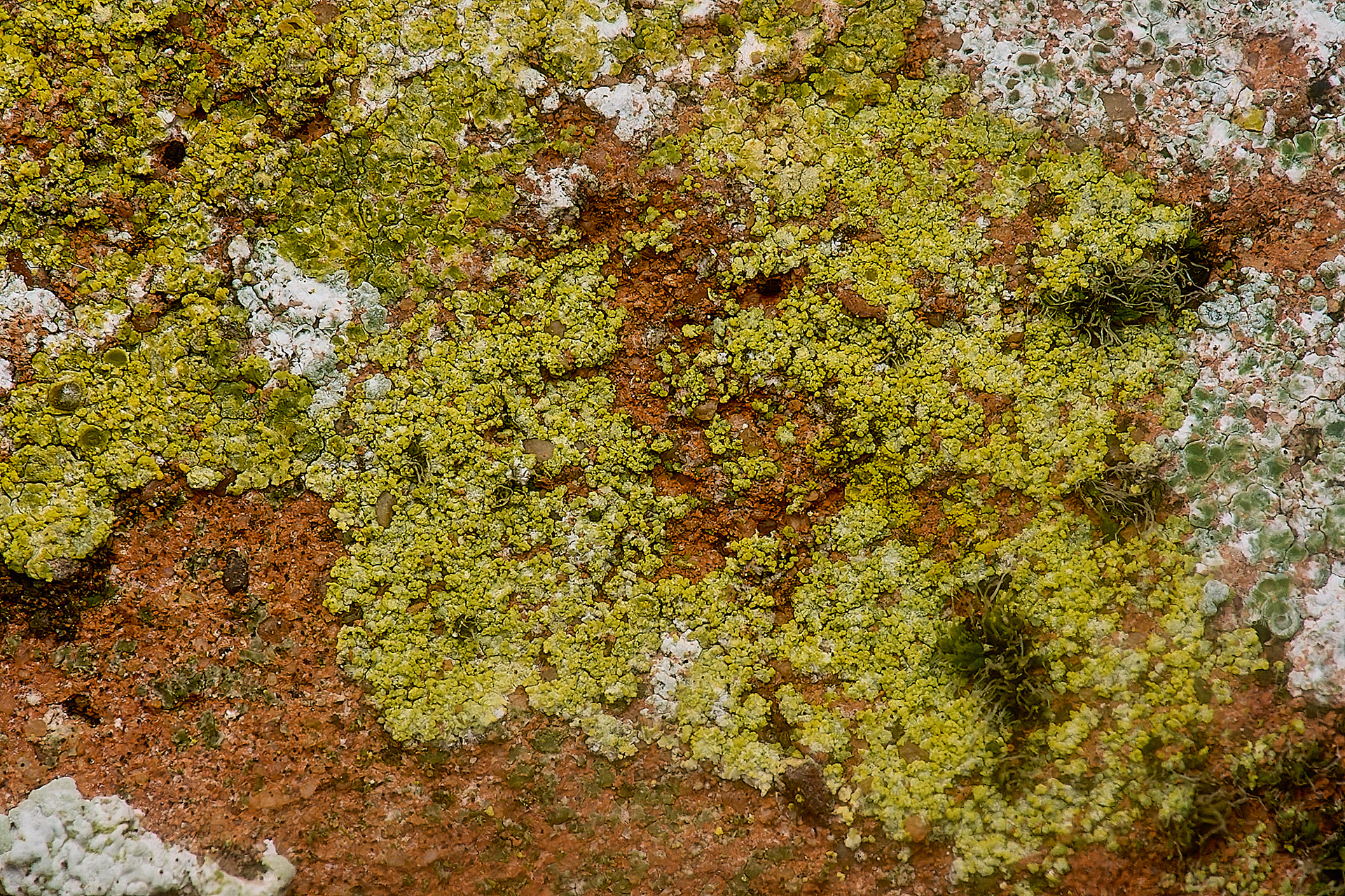 Candelariella vitelina